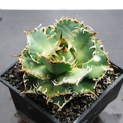 【PREMIUM】抜き苗 フィリグリー Agave oteroi 'Filigree'