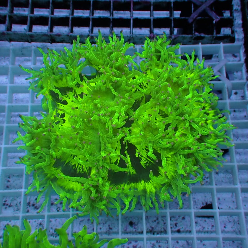 コハナガタサンゴ | HOUSE REEF(ハウスリーフ)サンゴ・海水魚・海藻