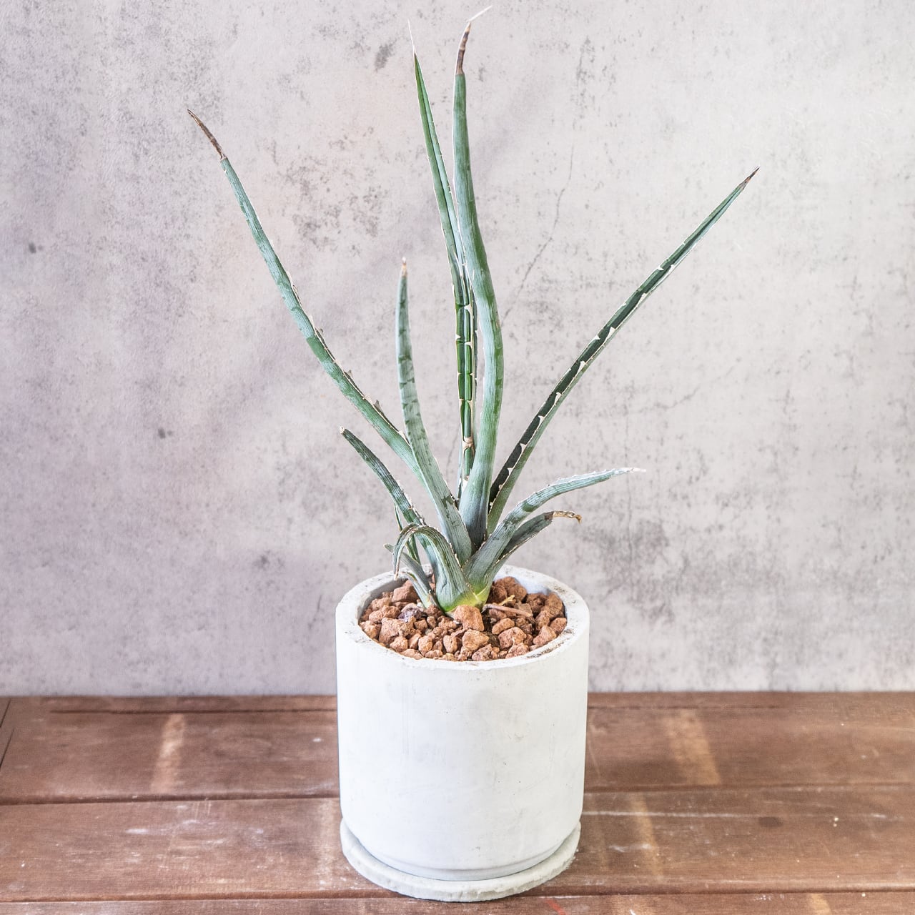 鋭い棘と細い葉が放射状に伸びるアガベ・キシロアカンサ。全長45cmの迫力ある姿を、質感の良い手づくりモルタル鉢に合わせました。|虫発生抑制|送料全国一律850円