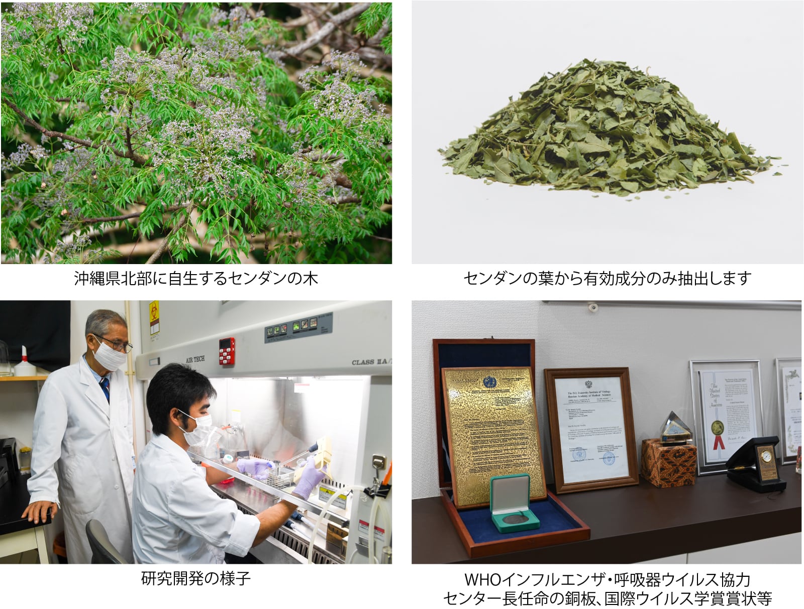 送料無料｜センダンαの通販サイト【初回限定お試し センダンα（2