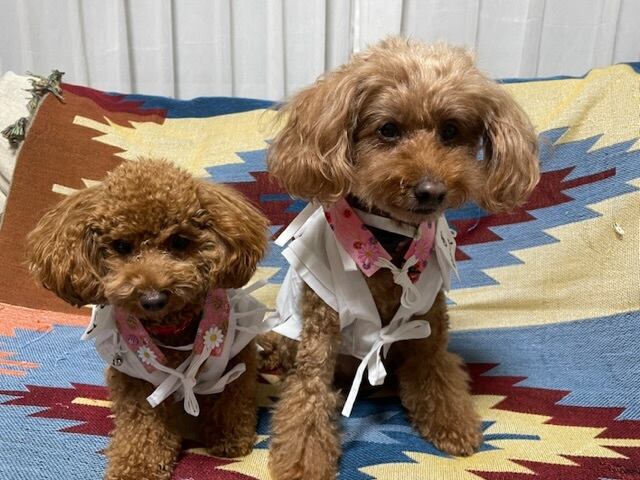 ペット用お遍路白衣 巡礼白衣 輪袈裟付き 3点セット Mサイズ