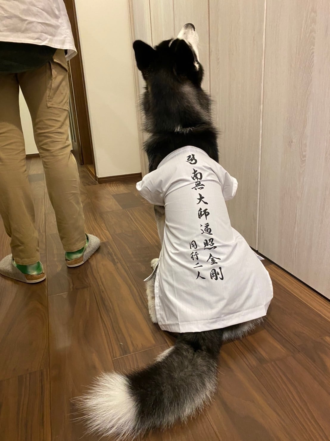 おっきいわんちゃん用 ペット用お遍路白衣 巡礼白衣 輪袈裟付き 3点