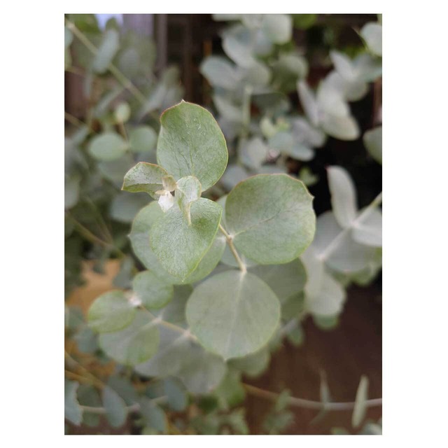 Eucalyptus goniocalyx