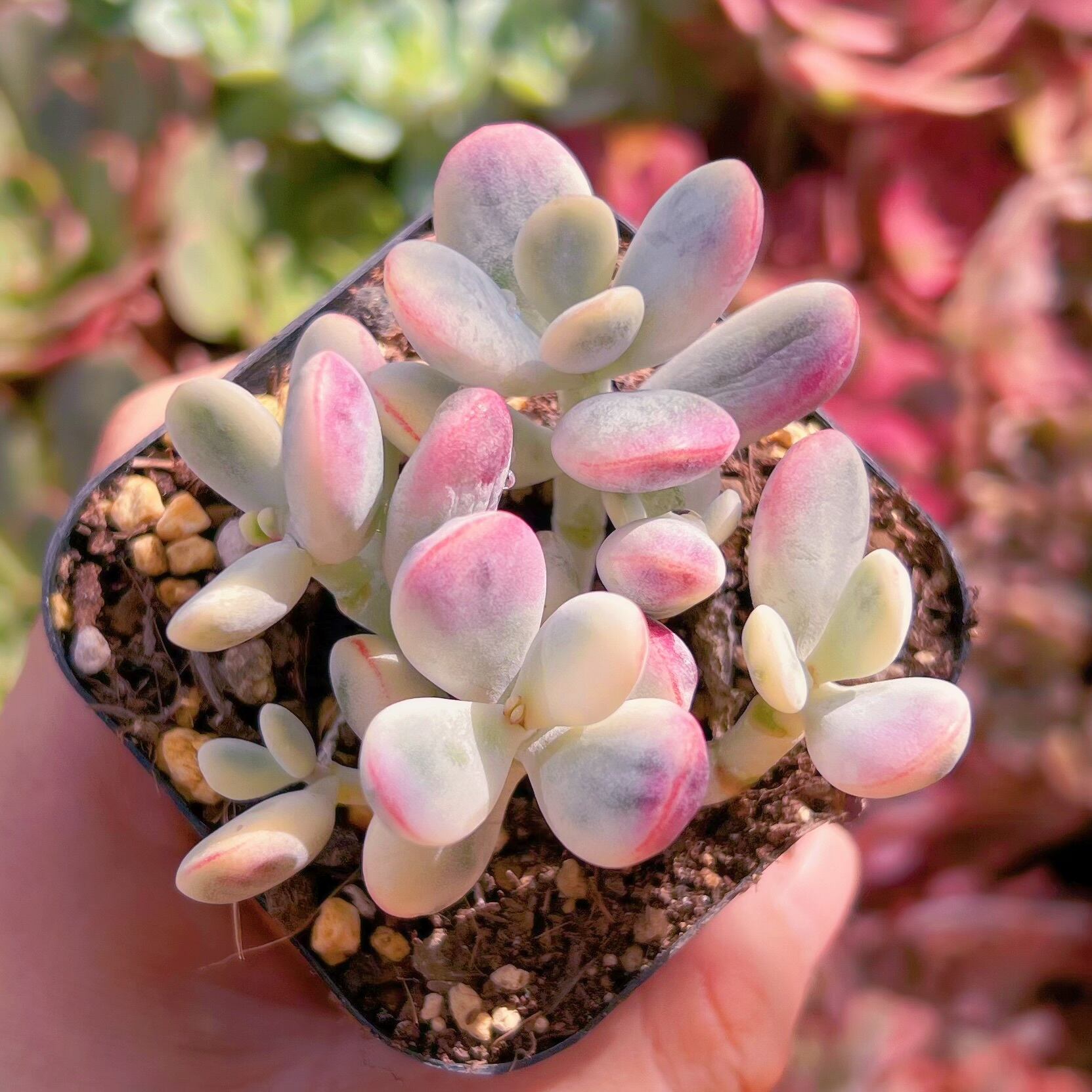 現物　達磨福娘錦#066   るる農園