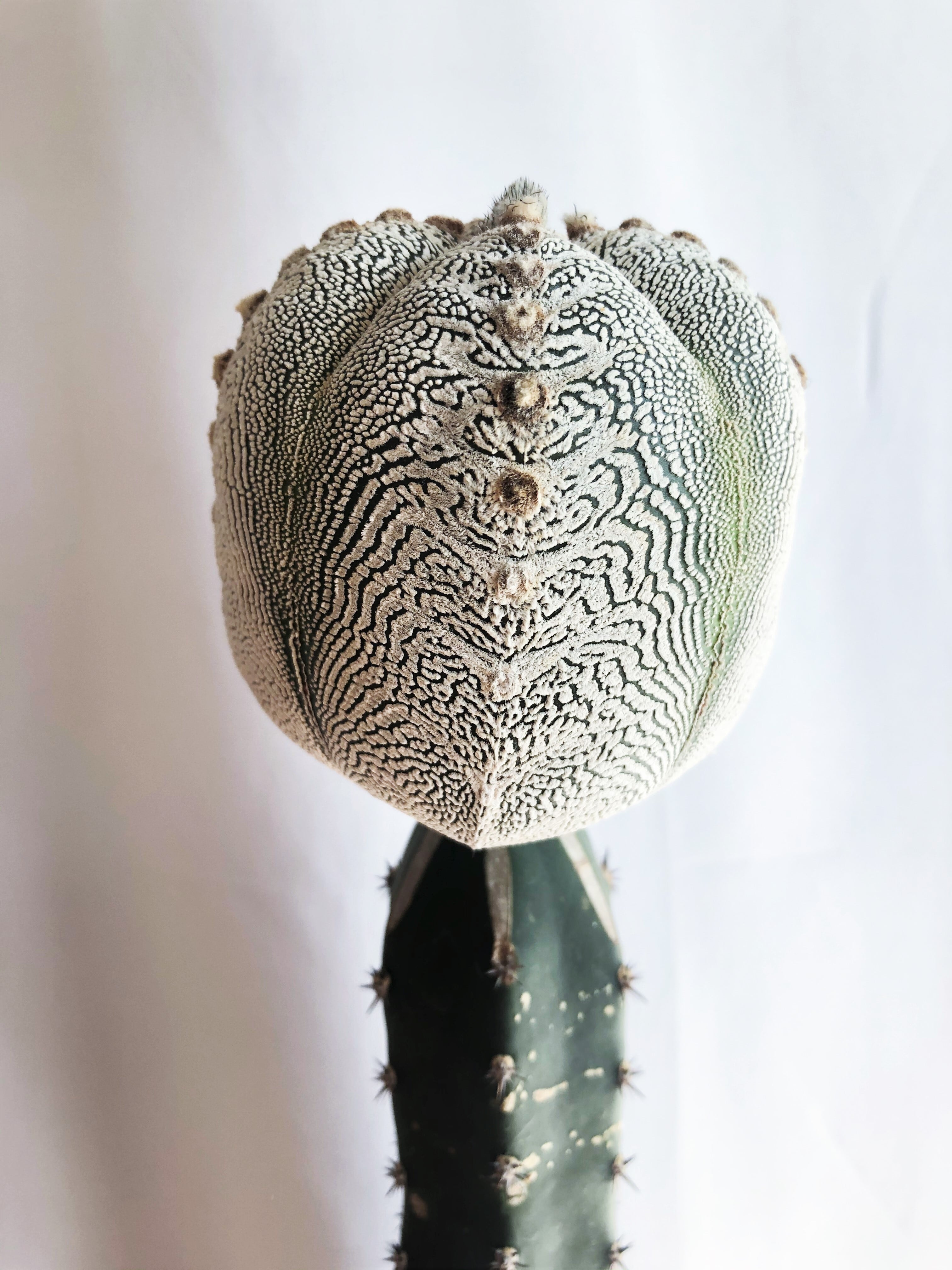 Astrophytum myriostigma 'Onzuka' 恩塚ランポー玉 サボテン 接木