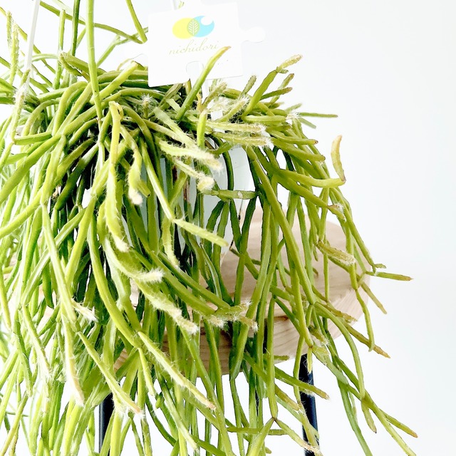 《人気》リプサリス キルベルギー ハンギング 観葉植物 calm cafe