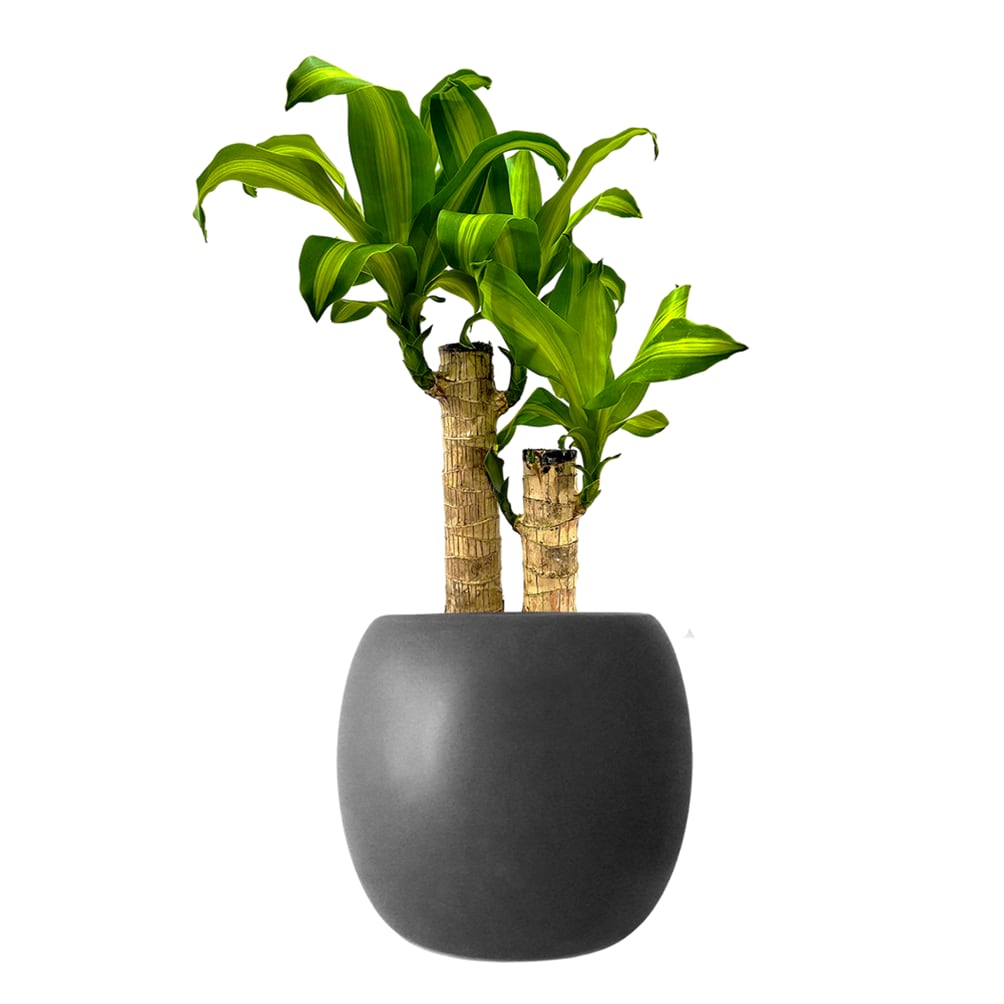 特大 ドラセナ ジュレ 11号陶器鉢 植え込み 観葉植物 特大 ドラセナ ジュレ 11号陶器鉢 植え込み 観葉植物