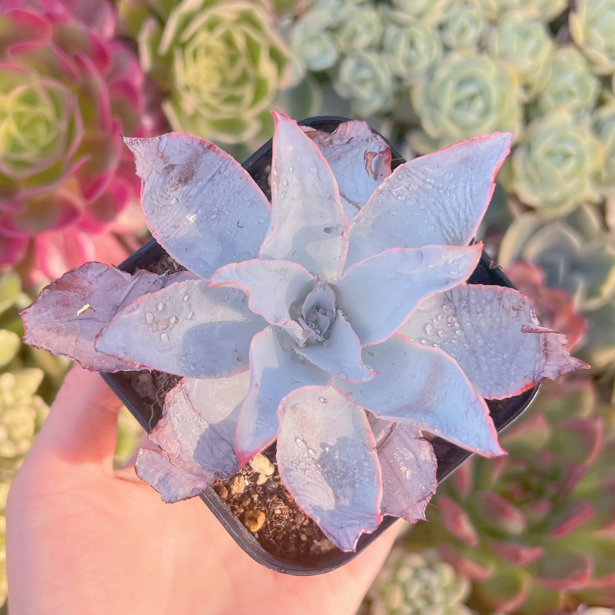 現品　カンテ#2358　るる農園