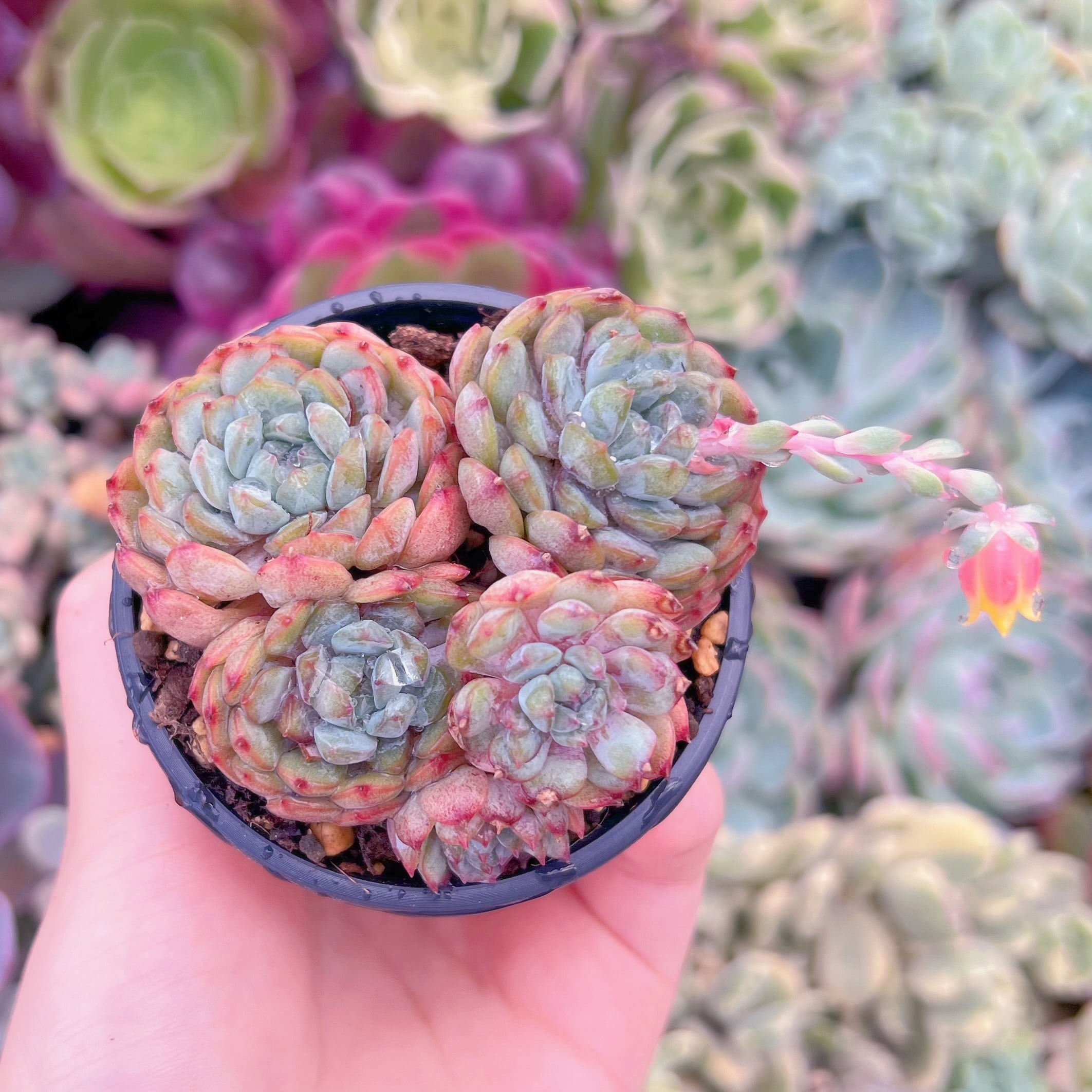 現品　ヴィンセントカトーx静夜#2192　るる農園