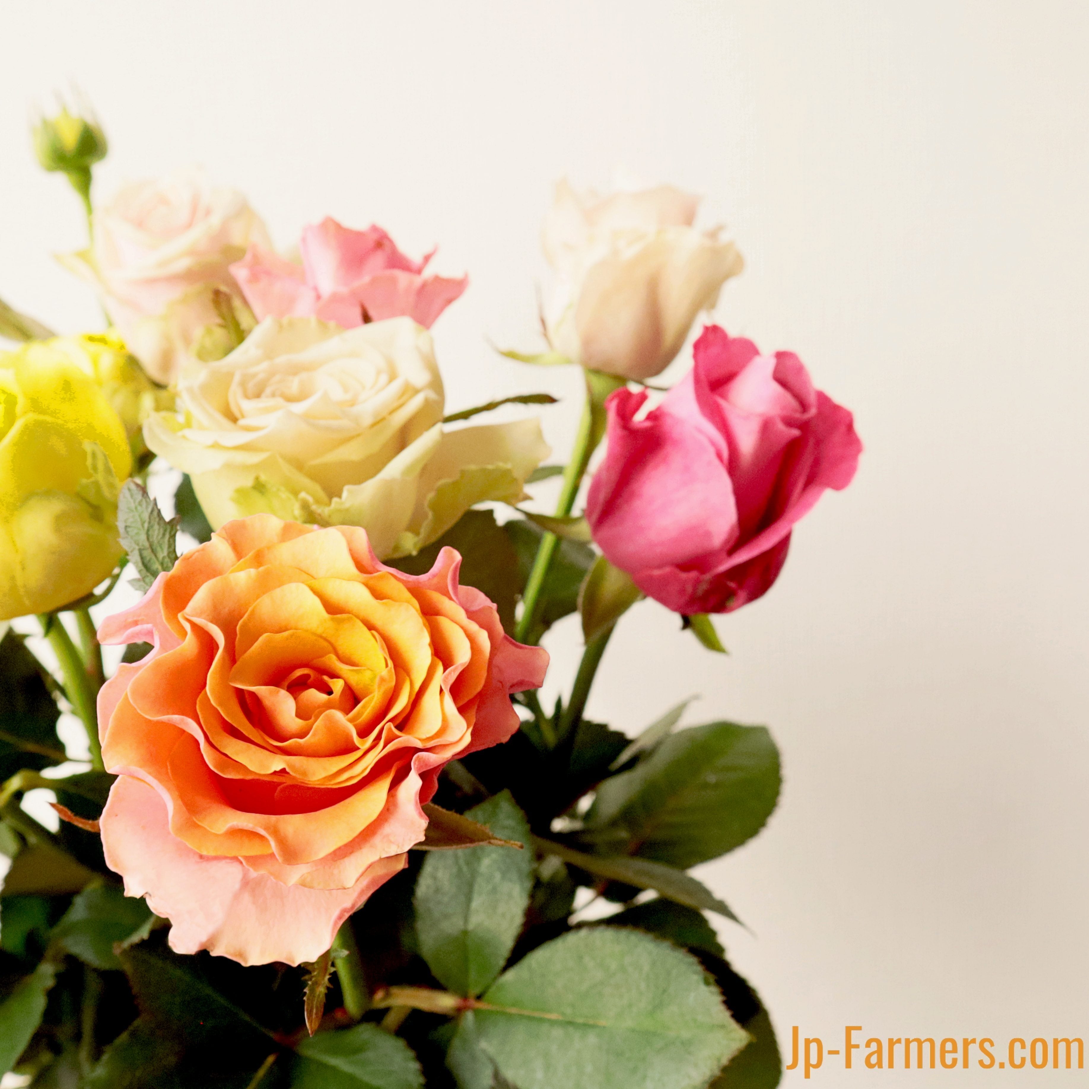 バラエティ豊富なバラを楽しめる！バラアソート 20本 | 新鮮お花問屋