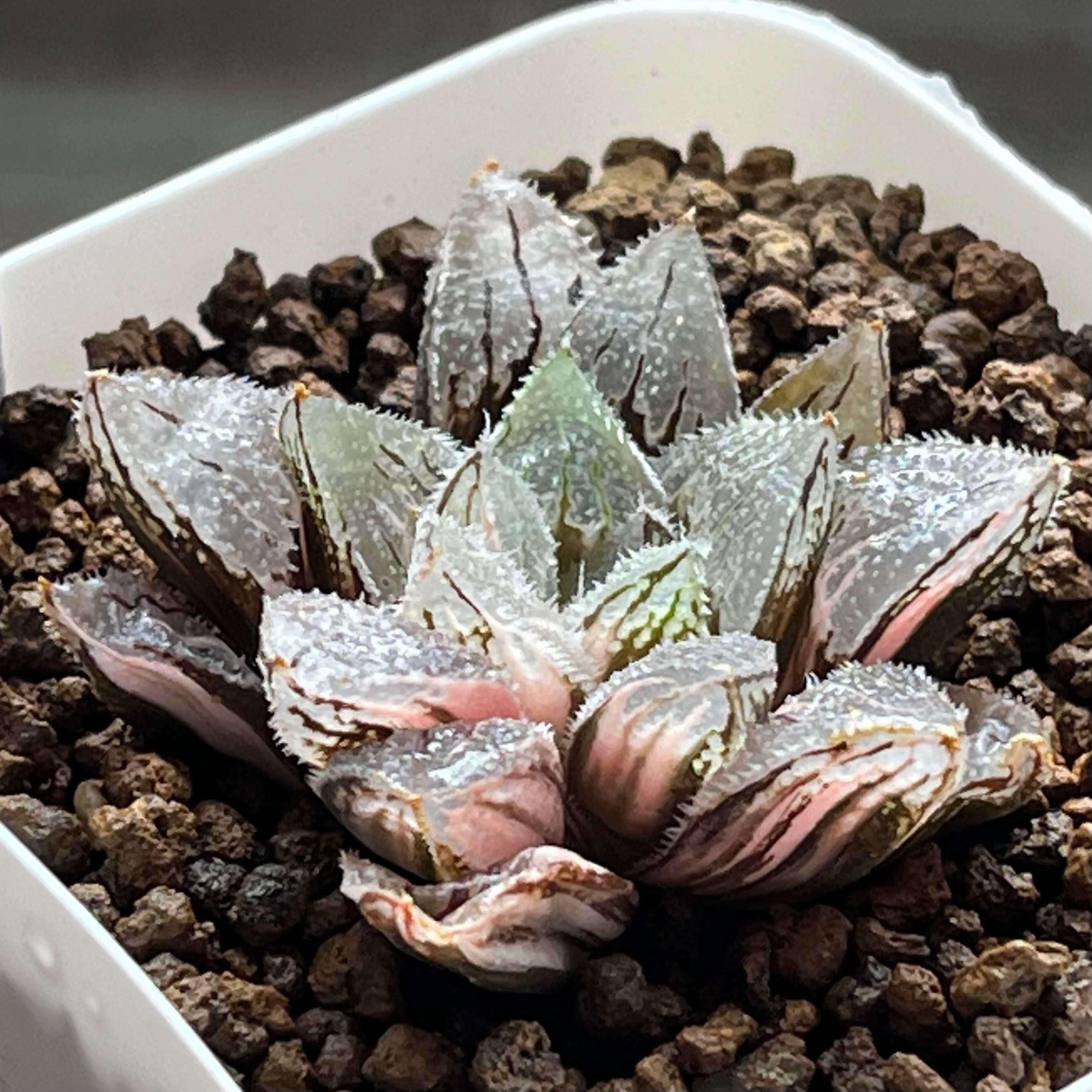 ハオルチア スターズフェアリー | mocono_plants