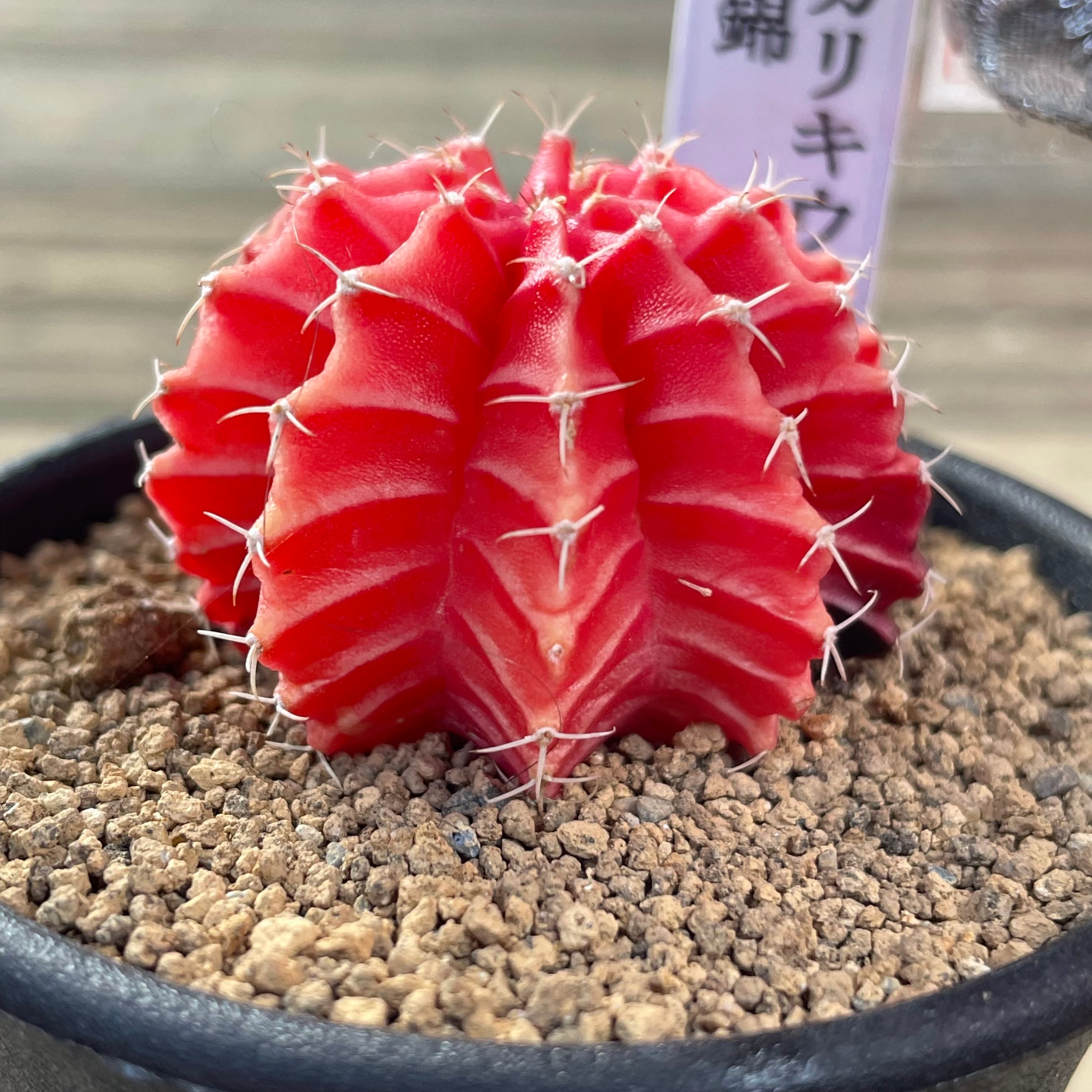 H)ギムノカリキウム 緋牡丹錦 | RuPo 多肉植物専門店