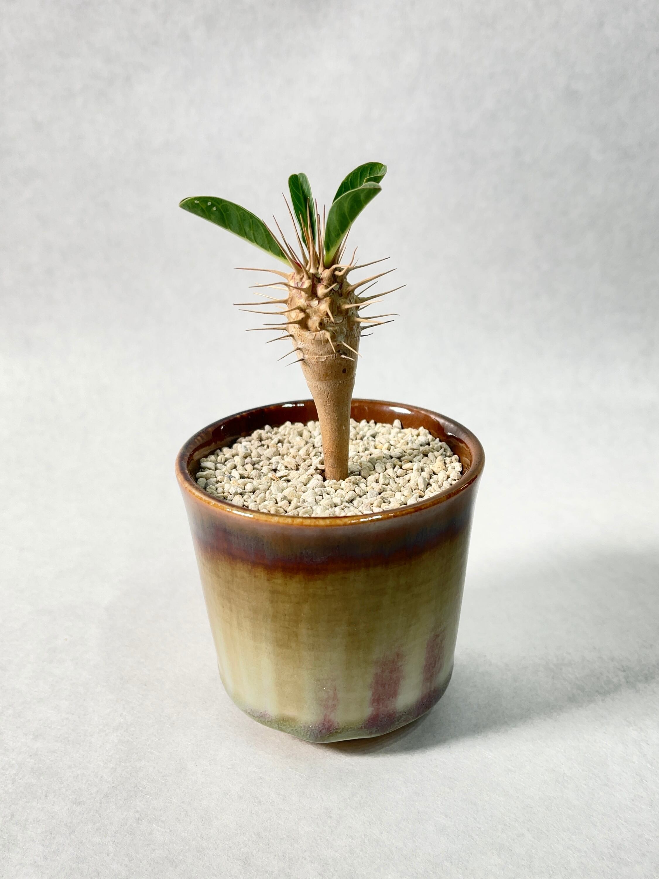 ユーフォルビア・ギラウミニアナ | trigger 