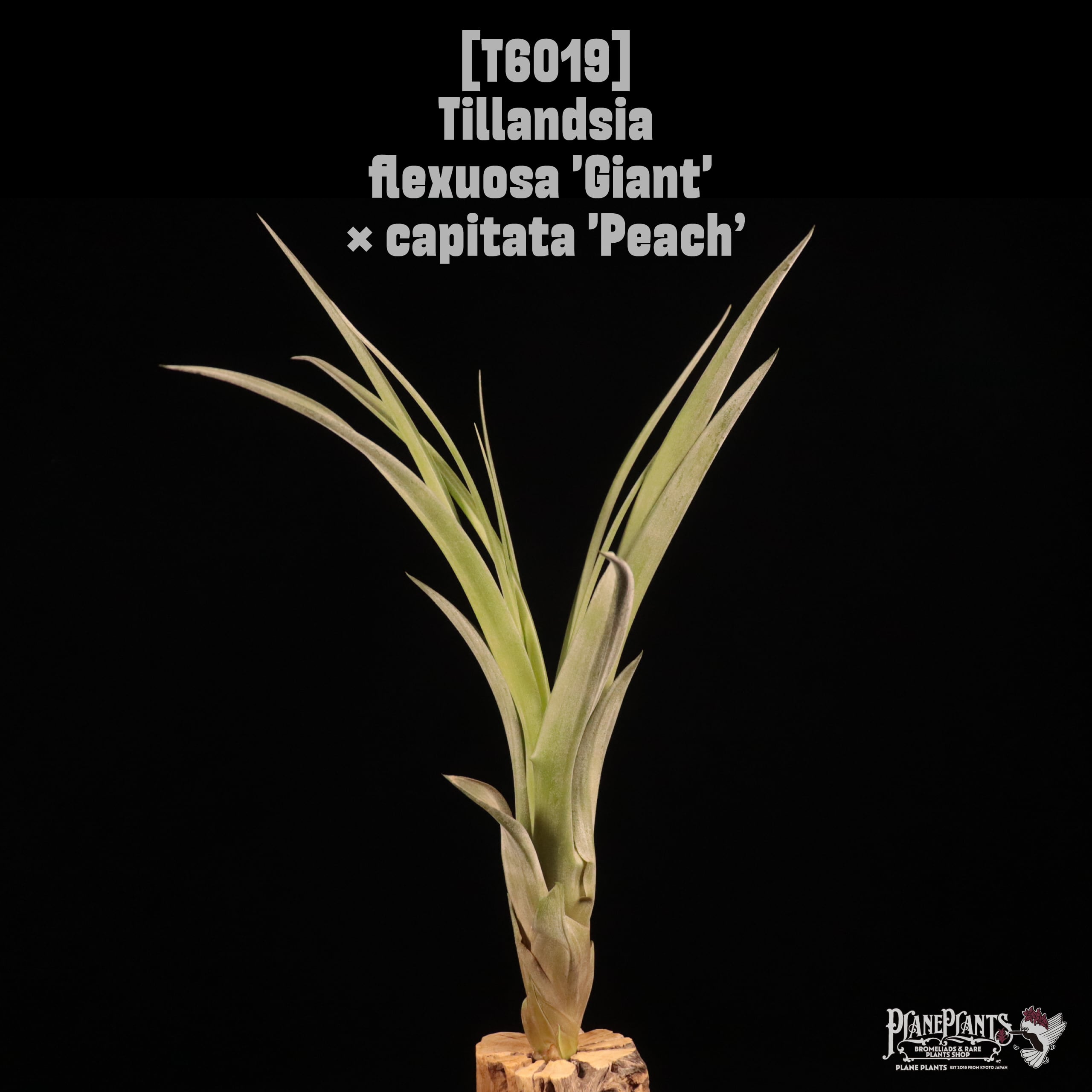 Tillandsia flexuosa 'Giant' × capitata 'Peach’〔ティランジア〕T6019