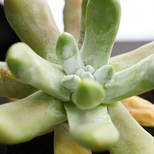 カット苗 アキュミナータ サム 【日本初上陸？】 Dudleya acuminata 'Thumb'