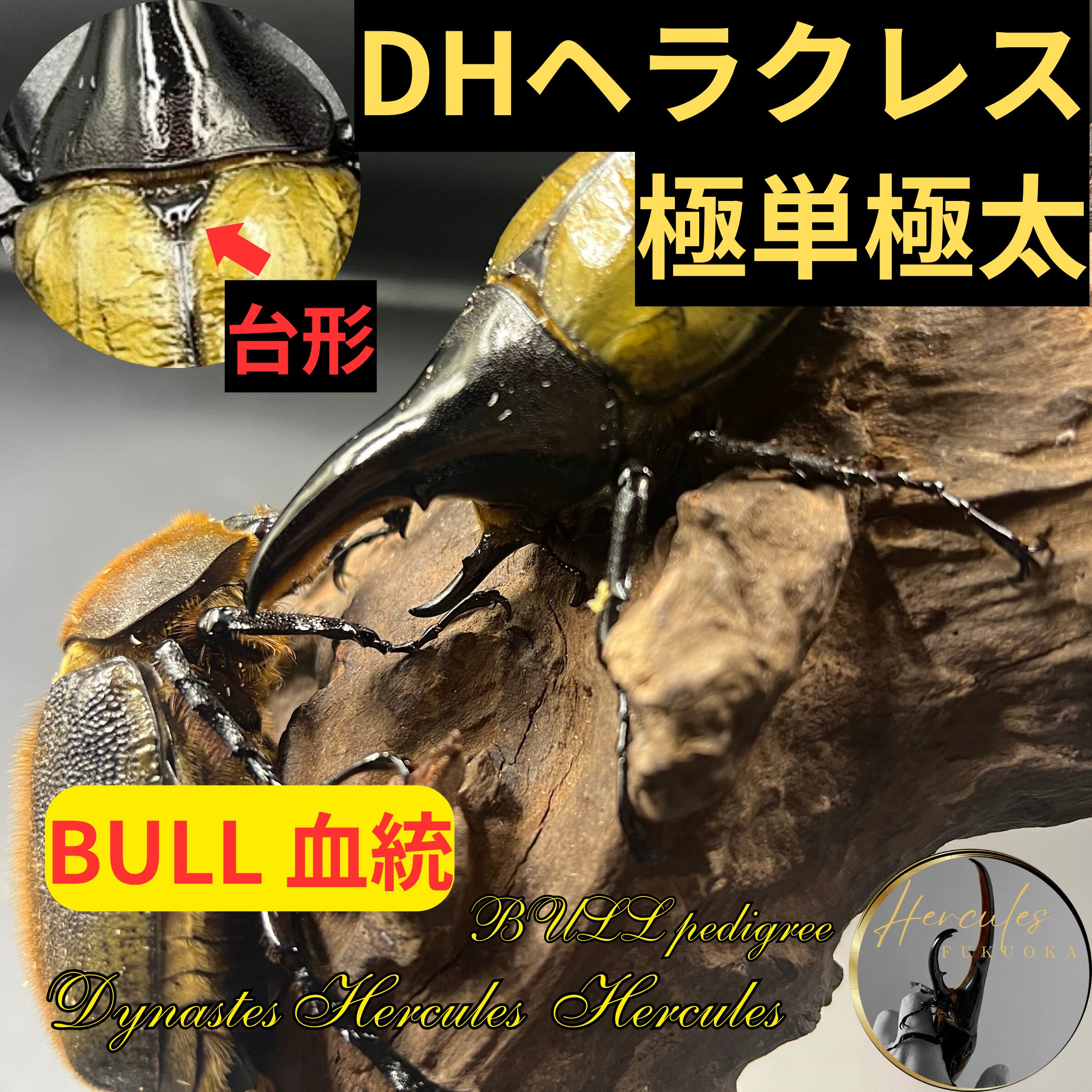 BULL血統 ペア極単極太 (♂台形)DHヘラクレス ⁄Ultra thick horn