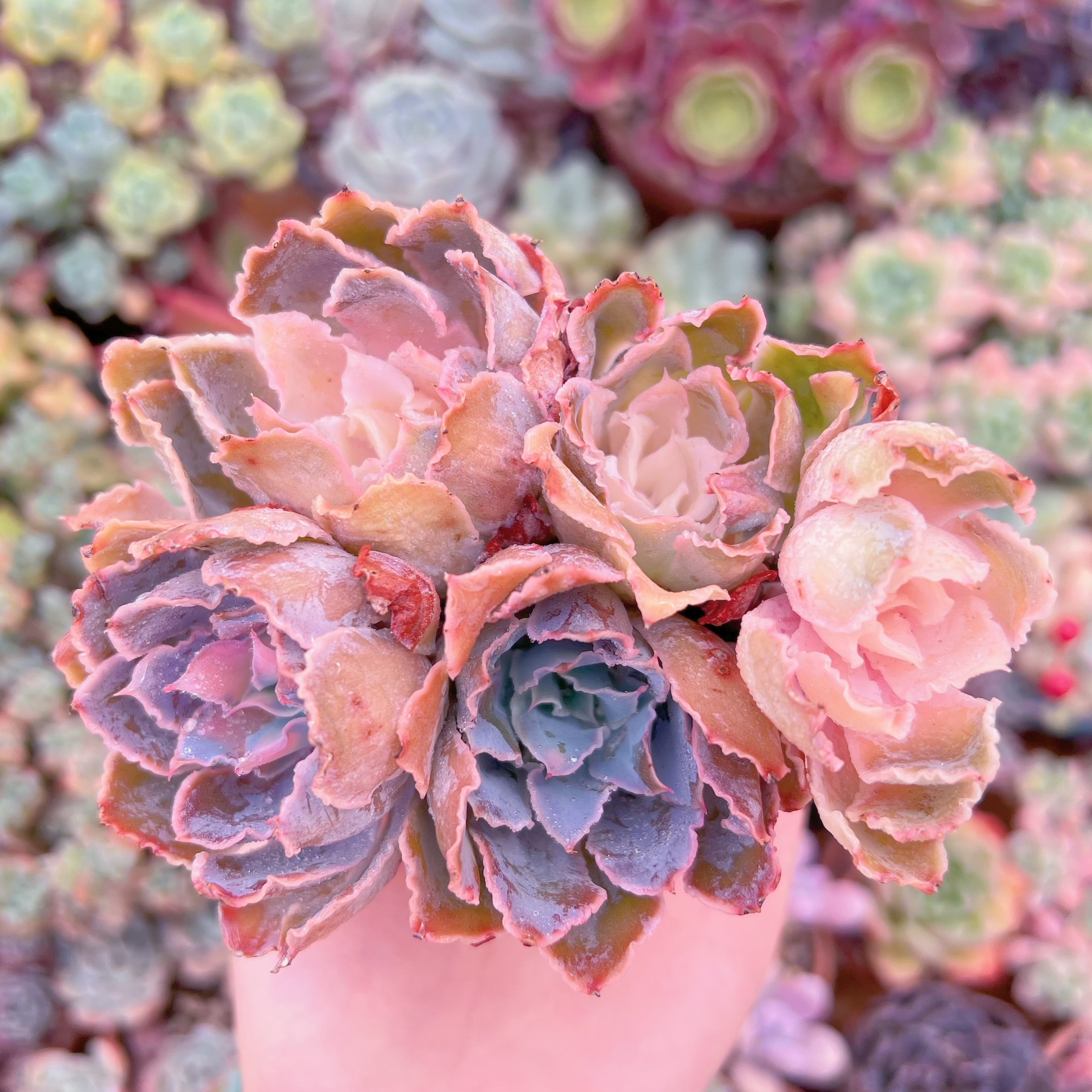 現品　シャビアナ#F226　群生　るる農園