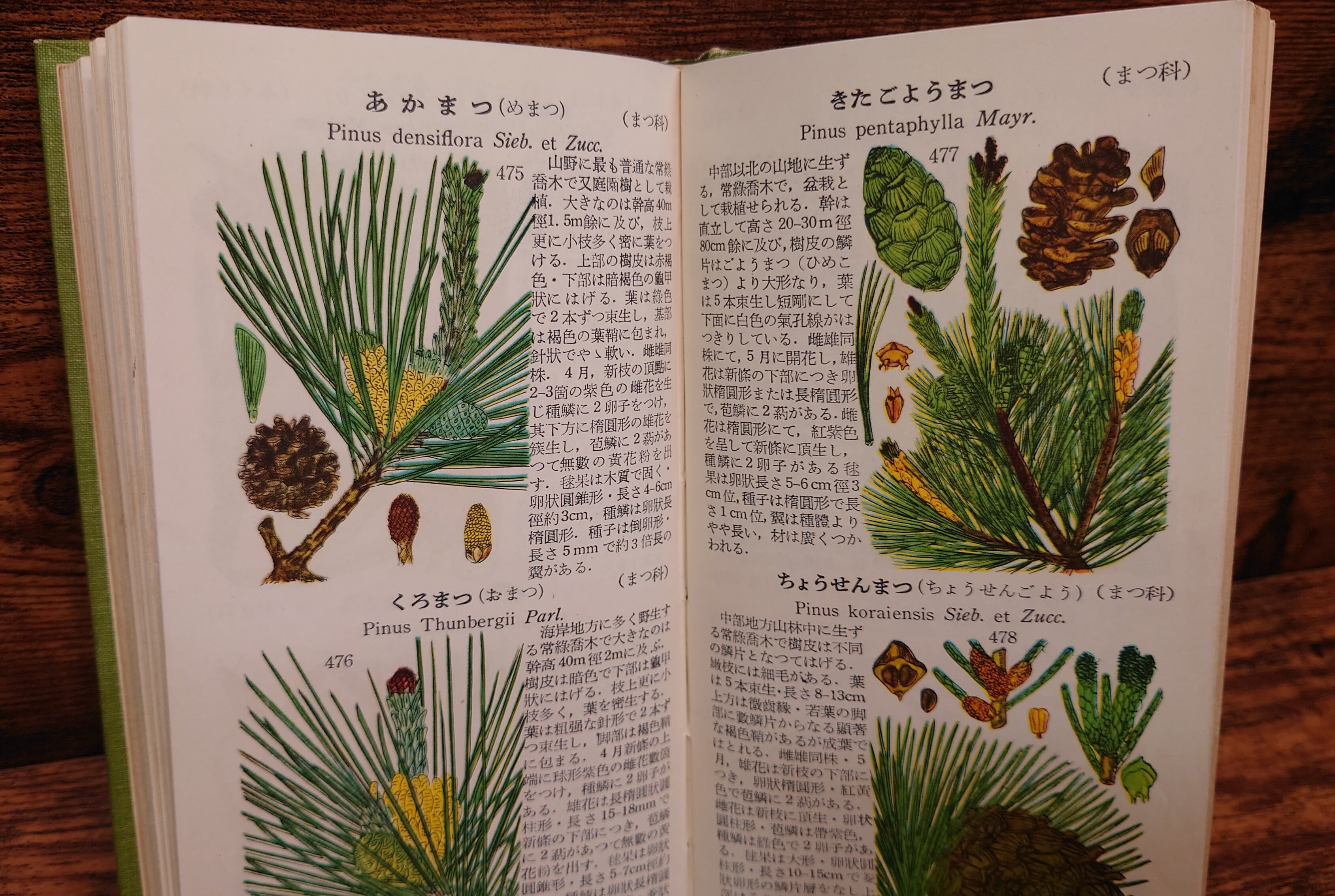 学生版 原色植物図鑑（野外植物篇） | 弥生坂 緑の本棚