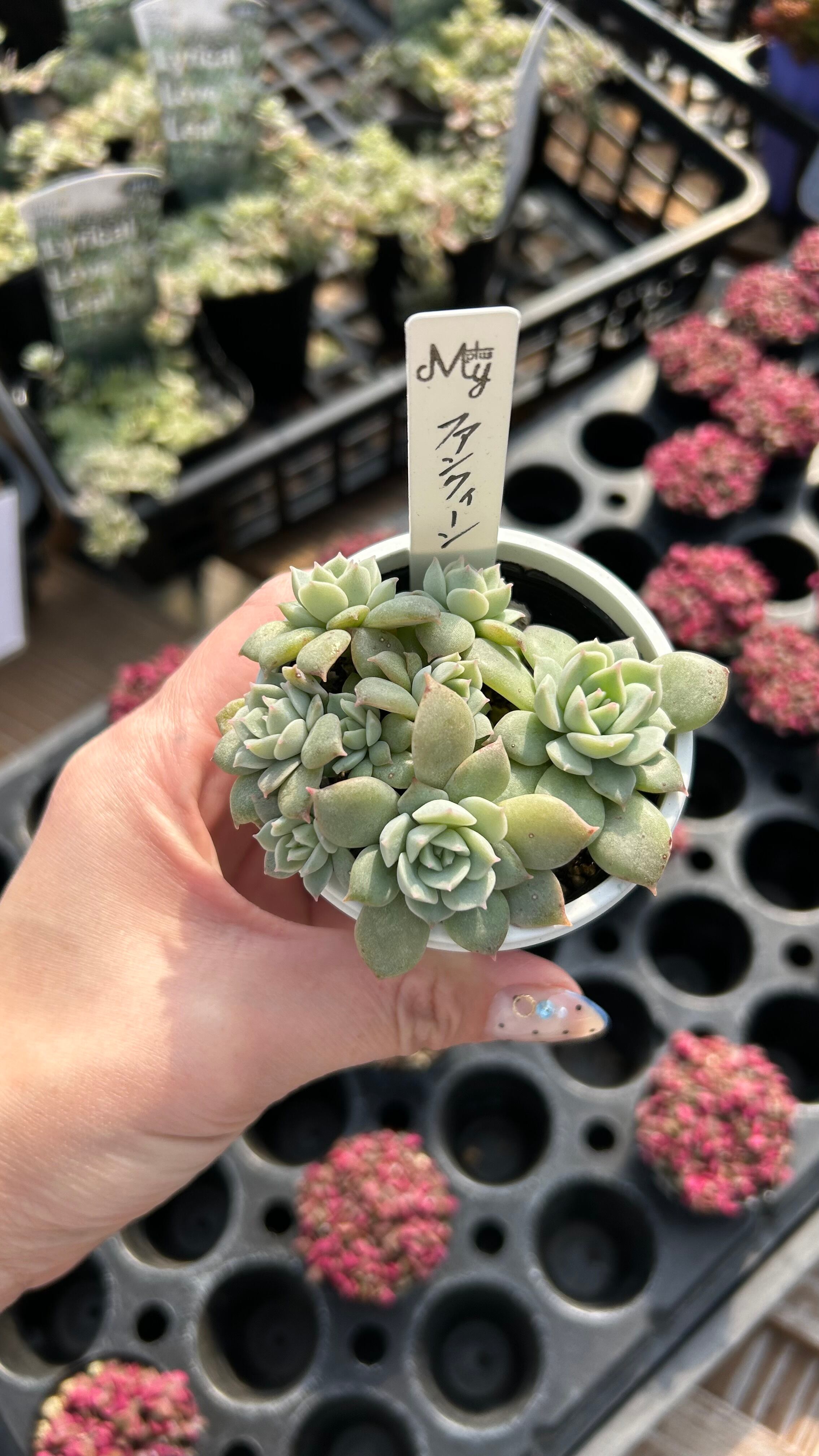 パープルディライト 多肉植物 グラプトベリア 安心の生産ポット