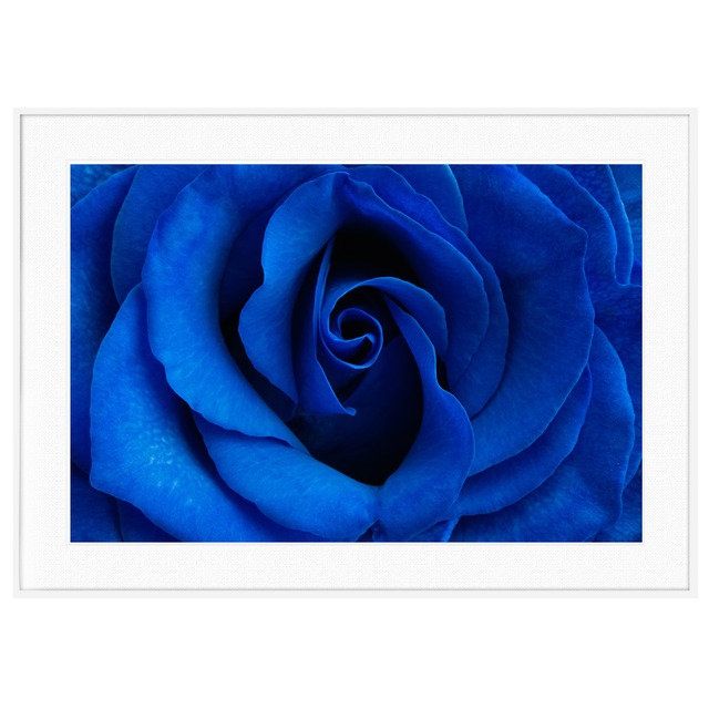 花写真 青いバラ インテリアアートポスター額装 AS0630