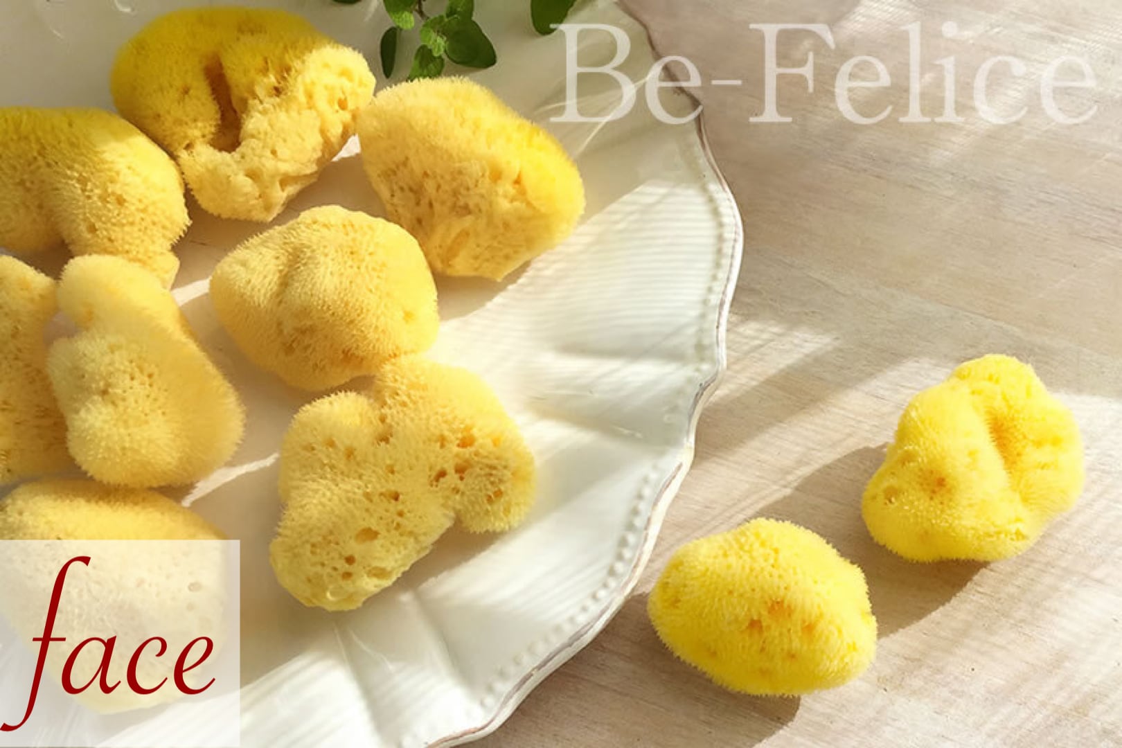 シースポンジ（天然海綿） | Be-Felice 天然海綿スキンケアショップ