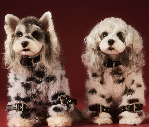 《予約》№1103045 ダルメシアン柄コート