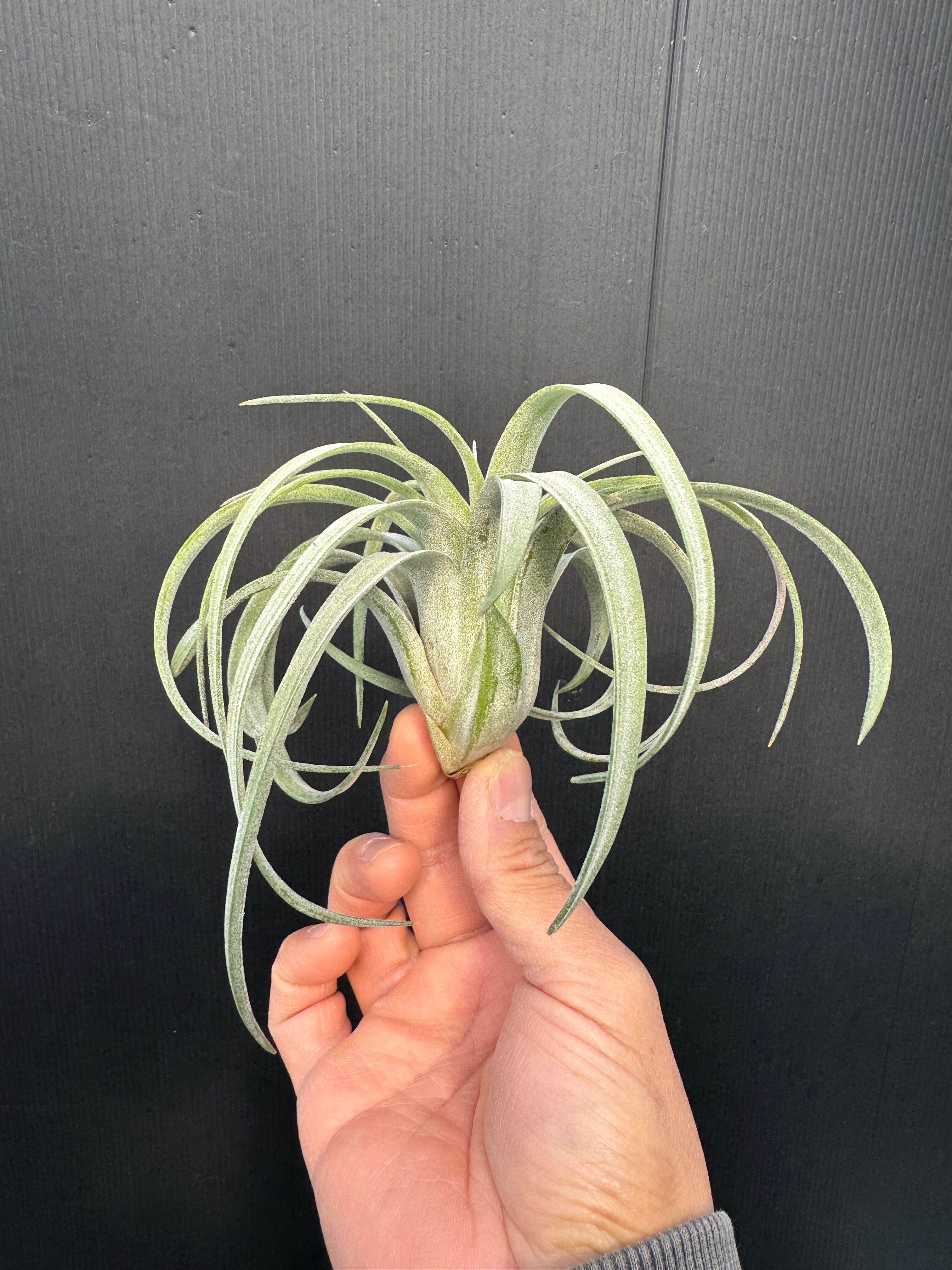 ベアコレアレ x イオナンタロン Bea Correale x ionantha Ron