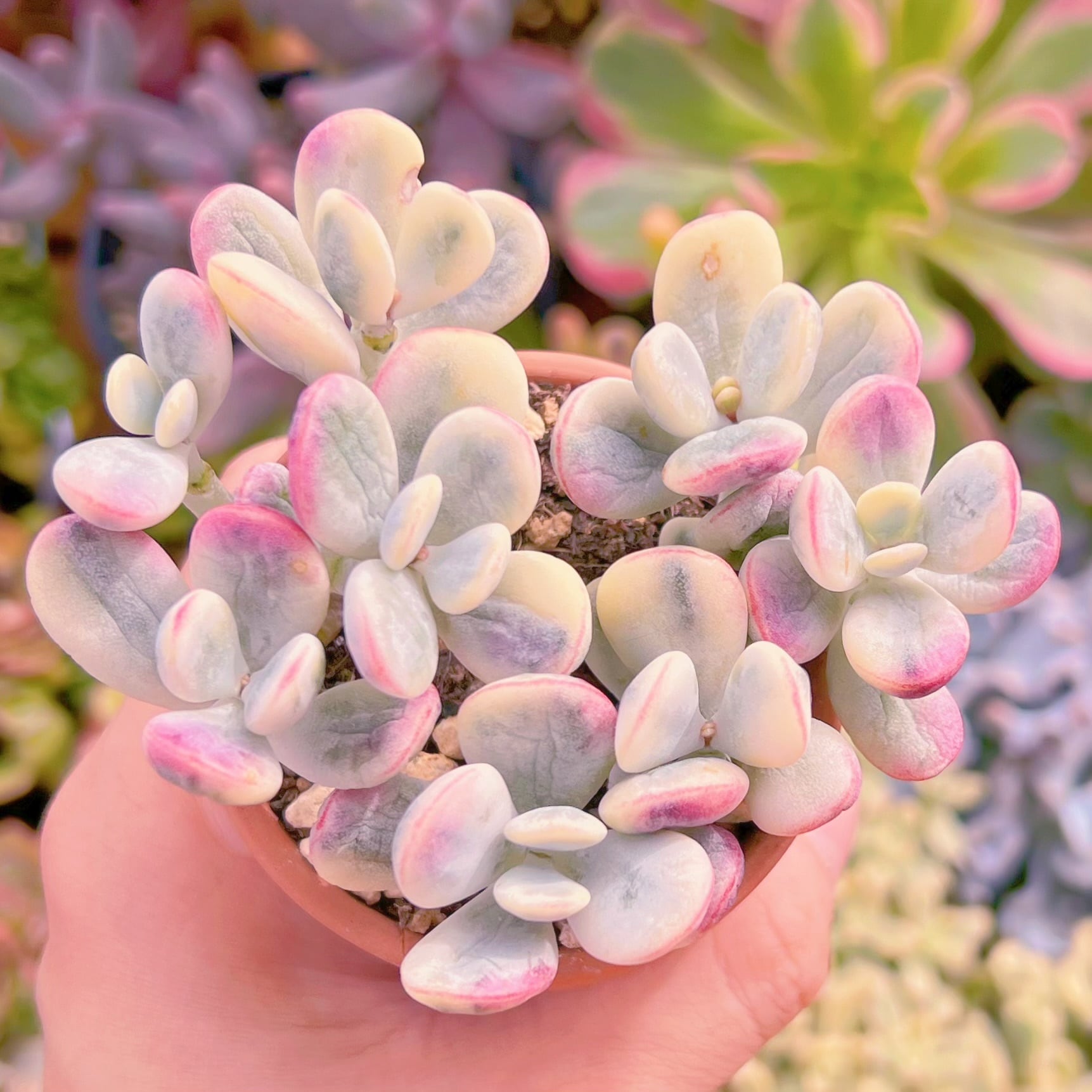 現品　達磨福娘錦#916   るる農園