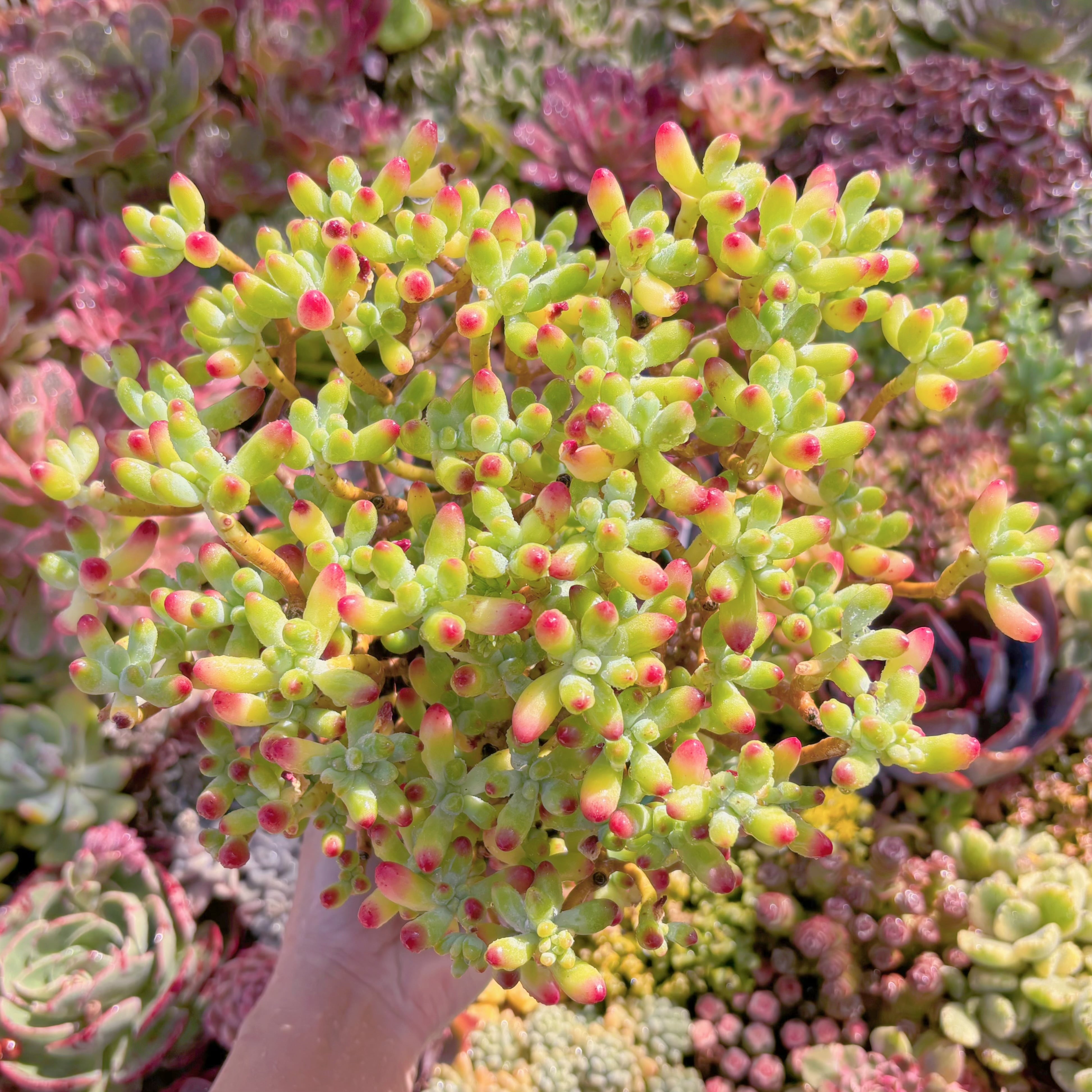 現品　ベリー果#600　るる農園