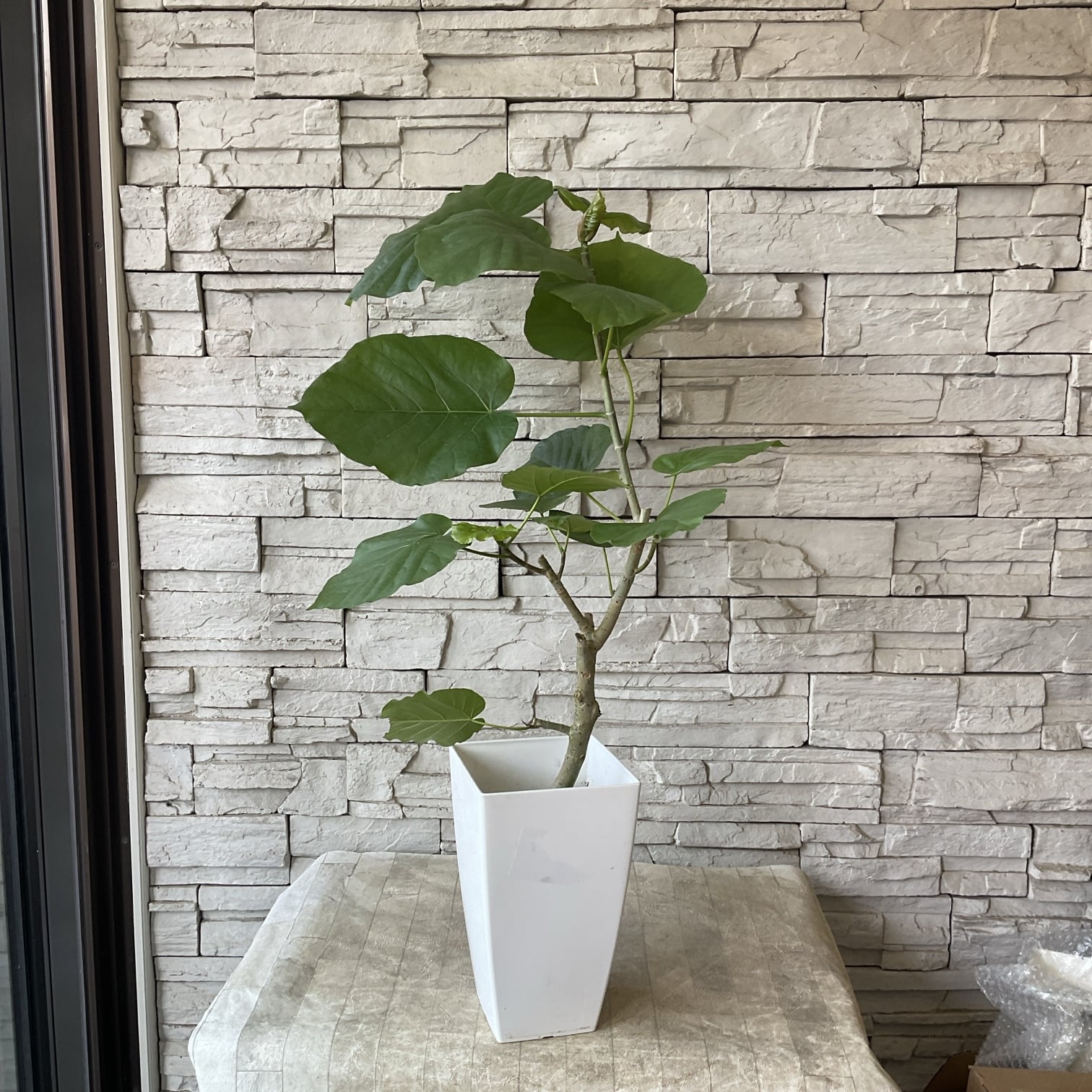 送料無料】【観葉植物】ウンベラータ 7寸スクエア鉢 | 橋本種苗園