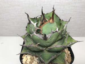 アガベ チタノタ '熊猫'（パンダ）