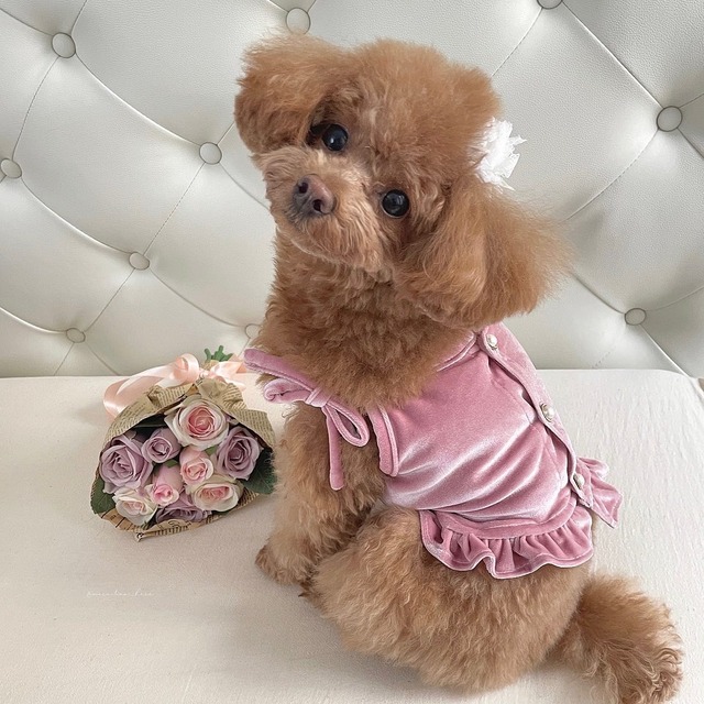 即納販売　　elegant Velvet bustier　韓国犬服　"Cozyrosyday”　