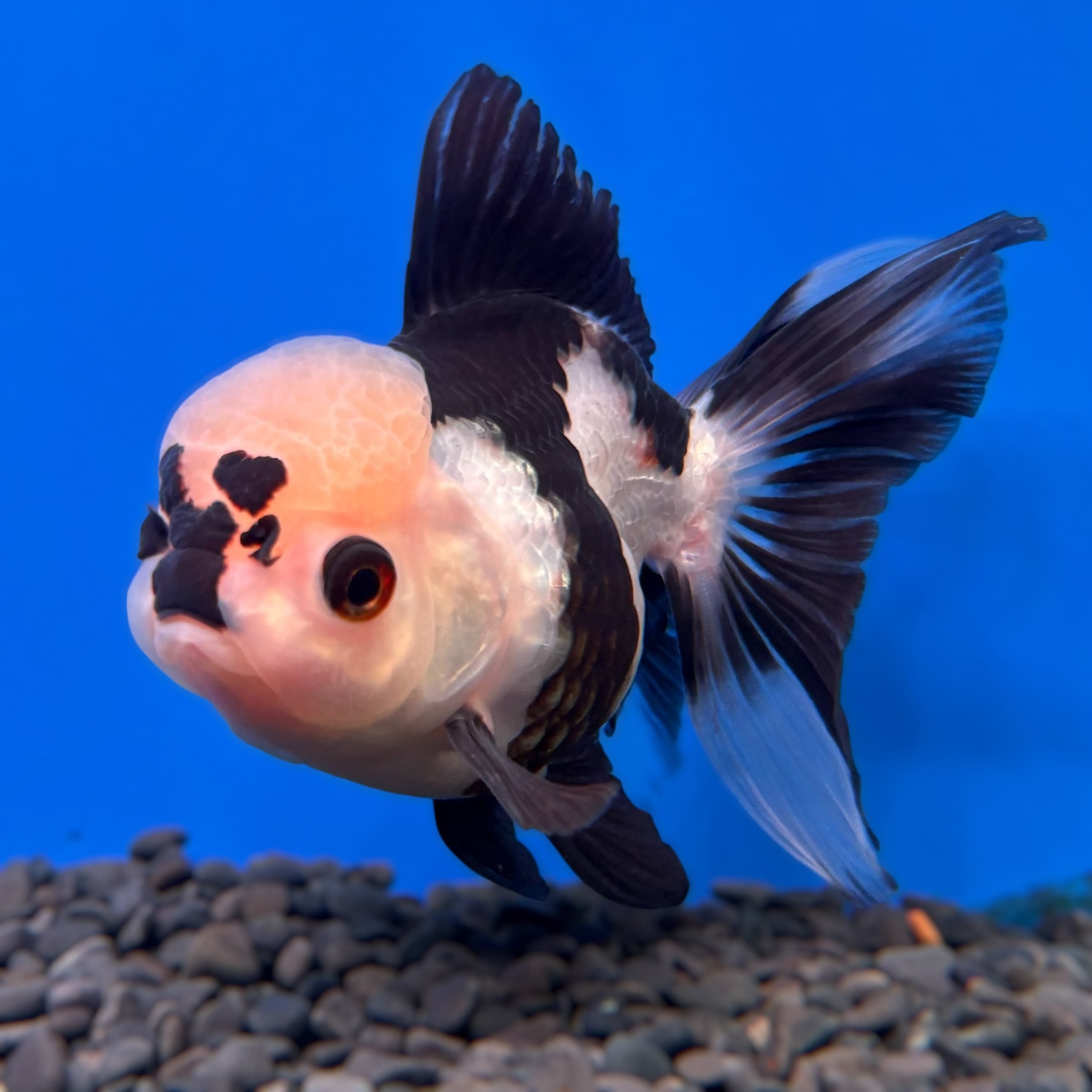 ALL ITEM | 金魚専門店 AQUASHOP 悟空