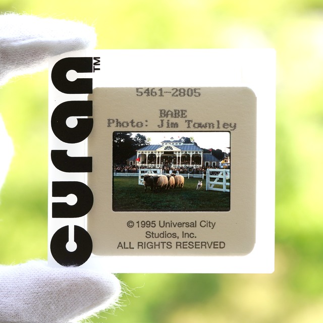 1995 / Babe / Positive film with case / 66x66 mm【SL00000254009】