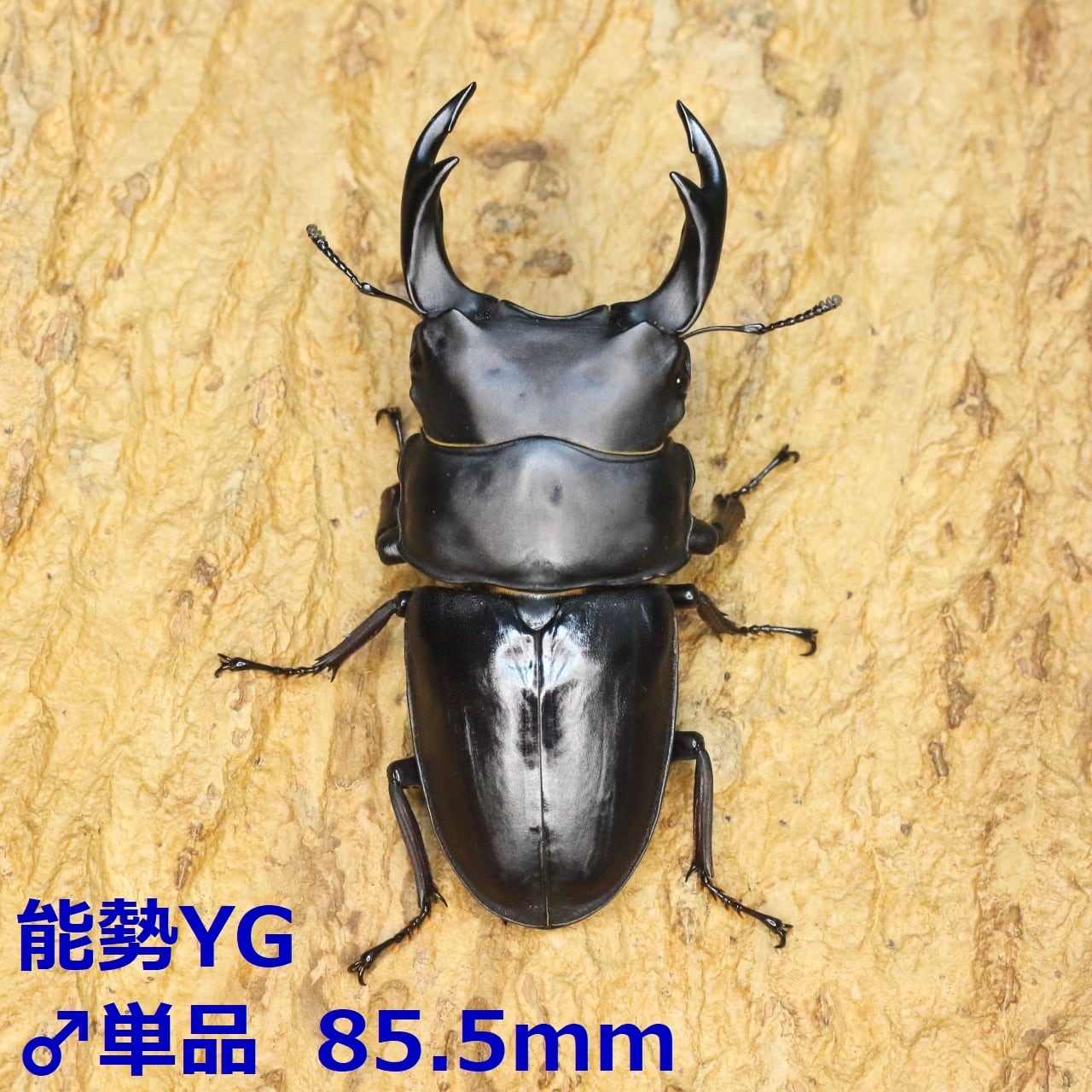 ROCKET SHOP【オオクワガタ販売】