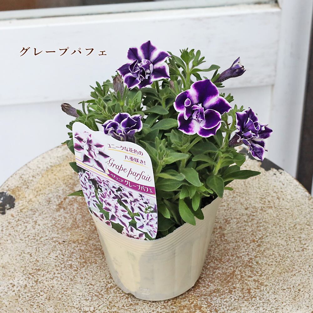 花苗 八重咲き ペチュニア フラメンコ ピスタチオ グレープ パフェ 3.5