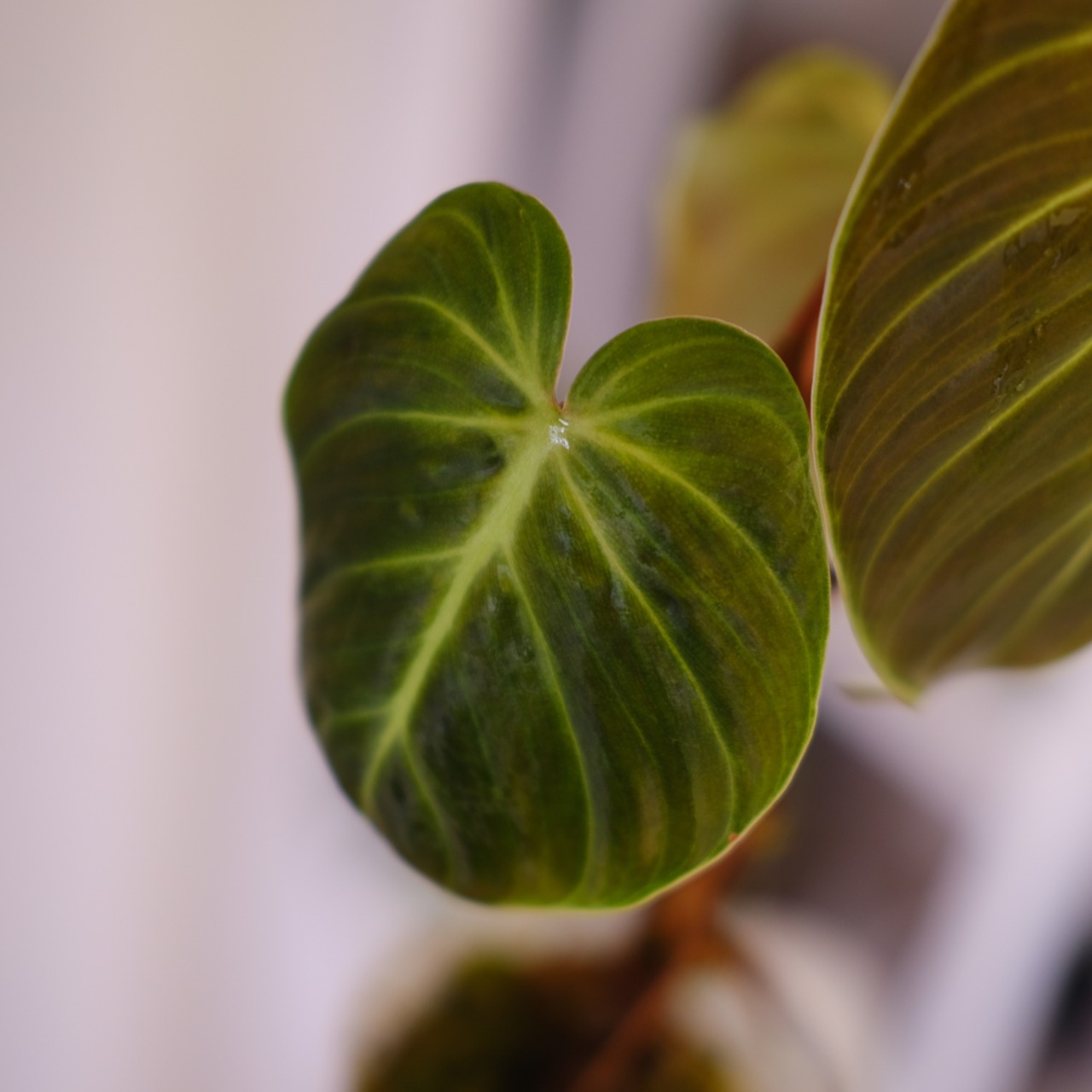 フィロデンドロン エルチョコレッド｜Philodendron "El Choco Red"｜観葉植物