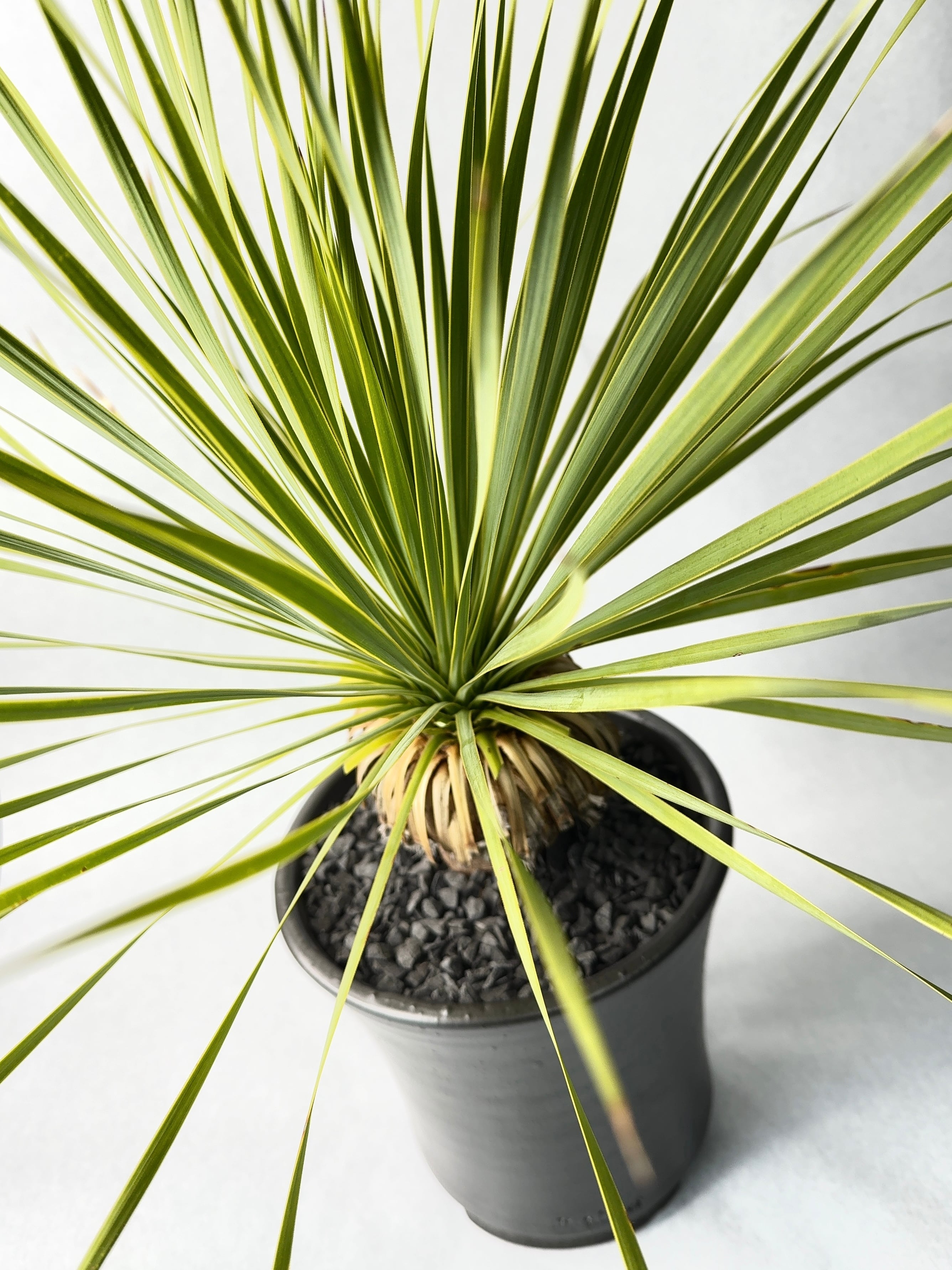 ユッカ・ロストラータ | trigger