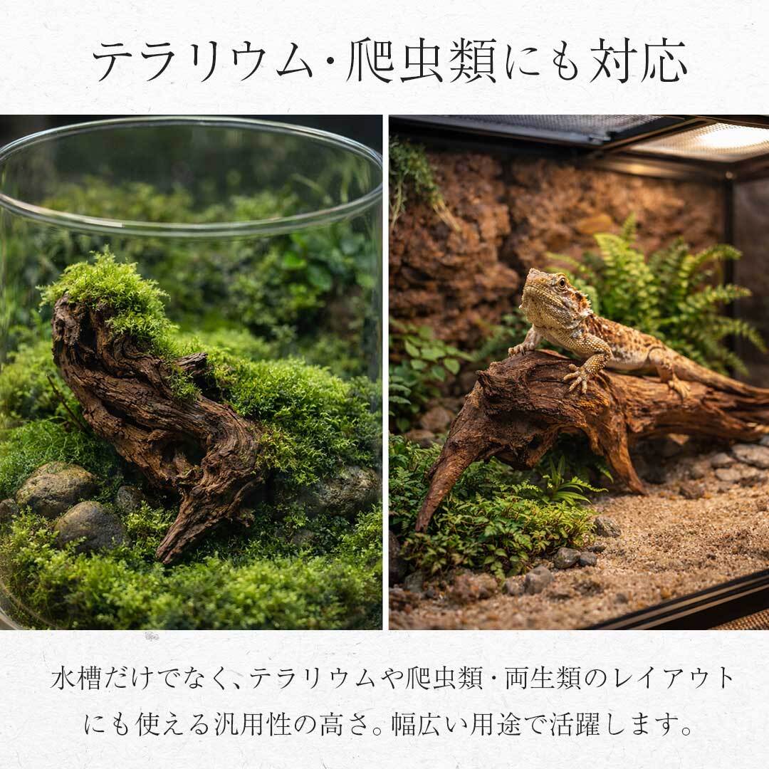 アクアリウム 流木 ーVer2ー 形状お任せタイプ 21〜25cm 水槽撮影