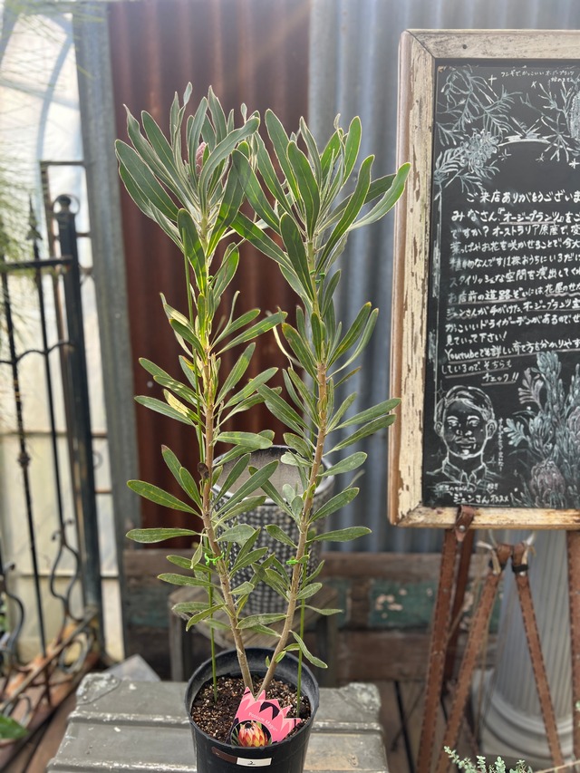 プロテア　ポッサムマジック　2F （7寸）②