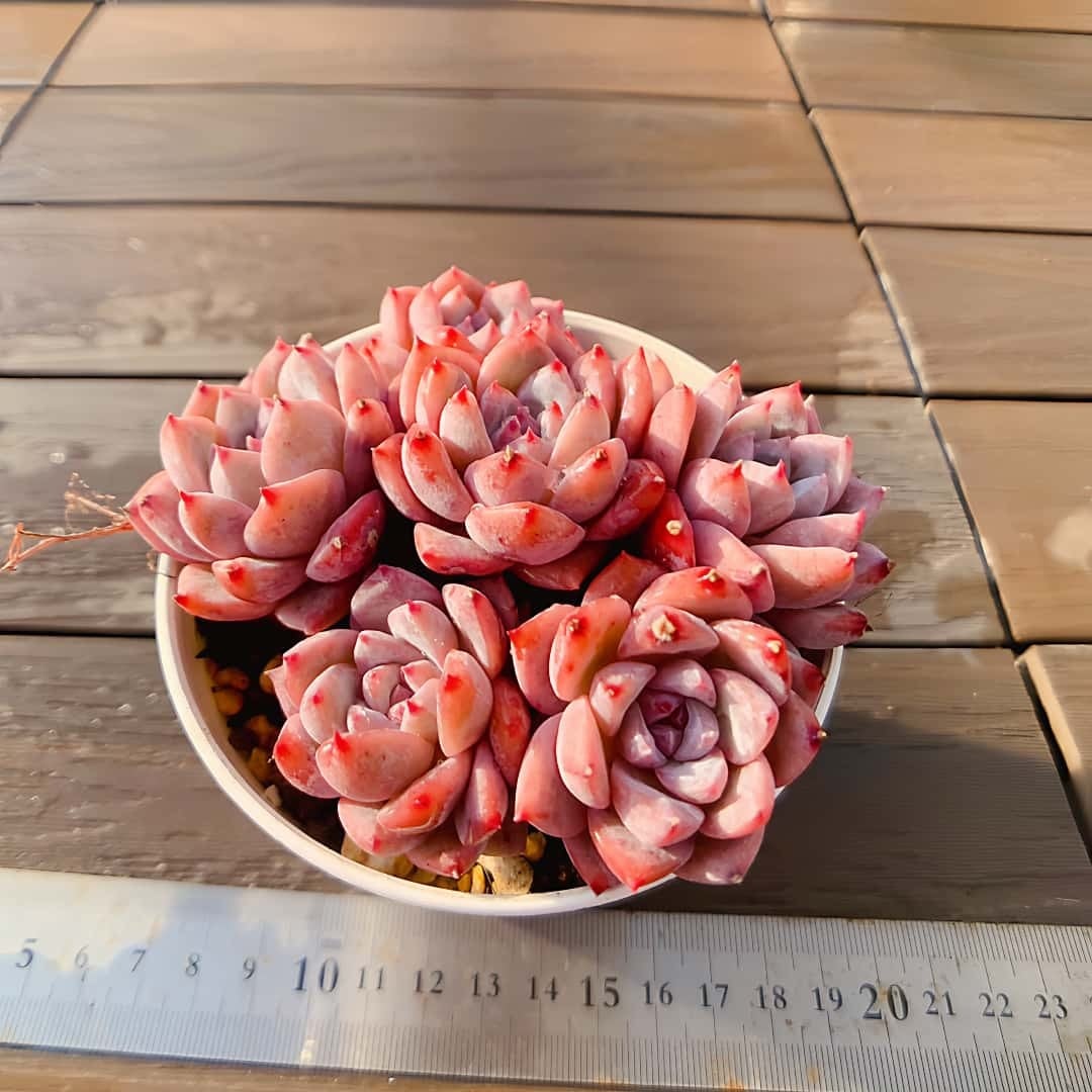多肉植物　エケベリア 農園直売 多肉植物 寄せ植え エケベリア属 霜の花（群） 観葉植物