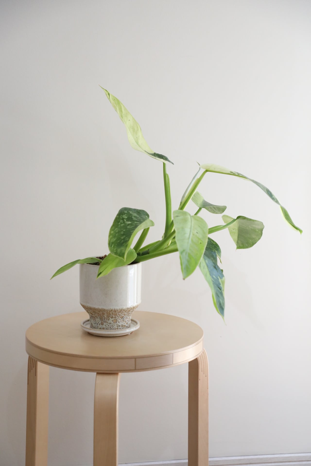 M】フィロデンドロン ジョセボーノ/Philodendron | 【厳選植物・器