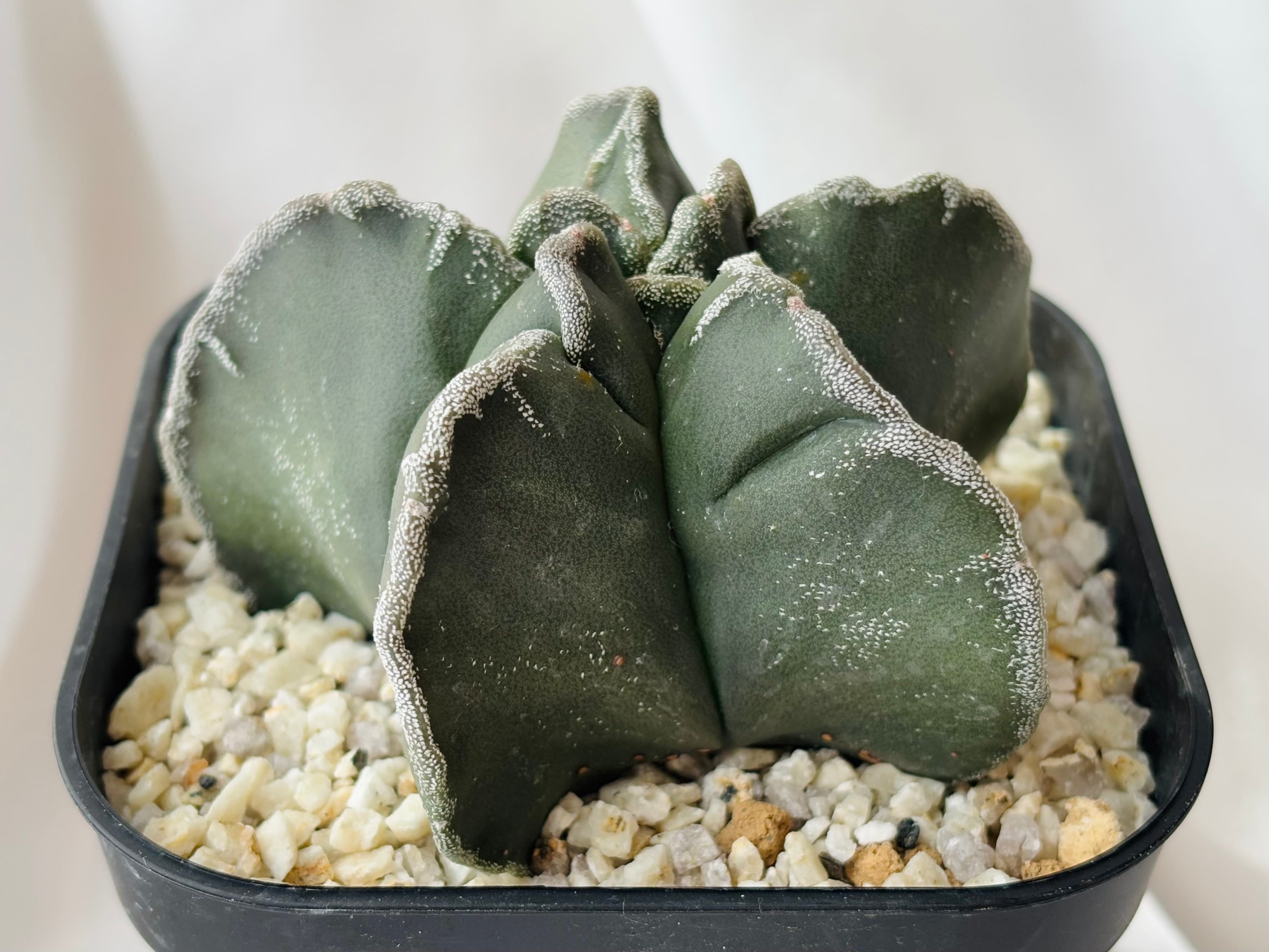 Astrophytum myriostigma アストロフィツム 雪稜ヘキラン ランポー玉