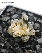 鉢植え ハオルチア 水中月錦 縞斑 Haworthia 'Shui Zhong Yue'