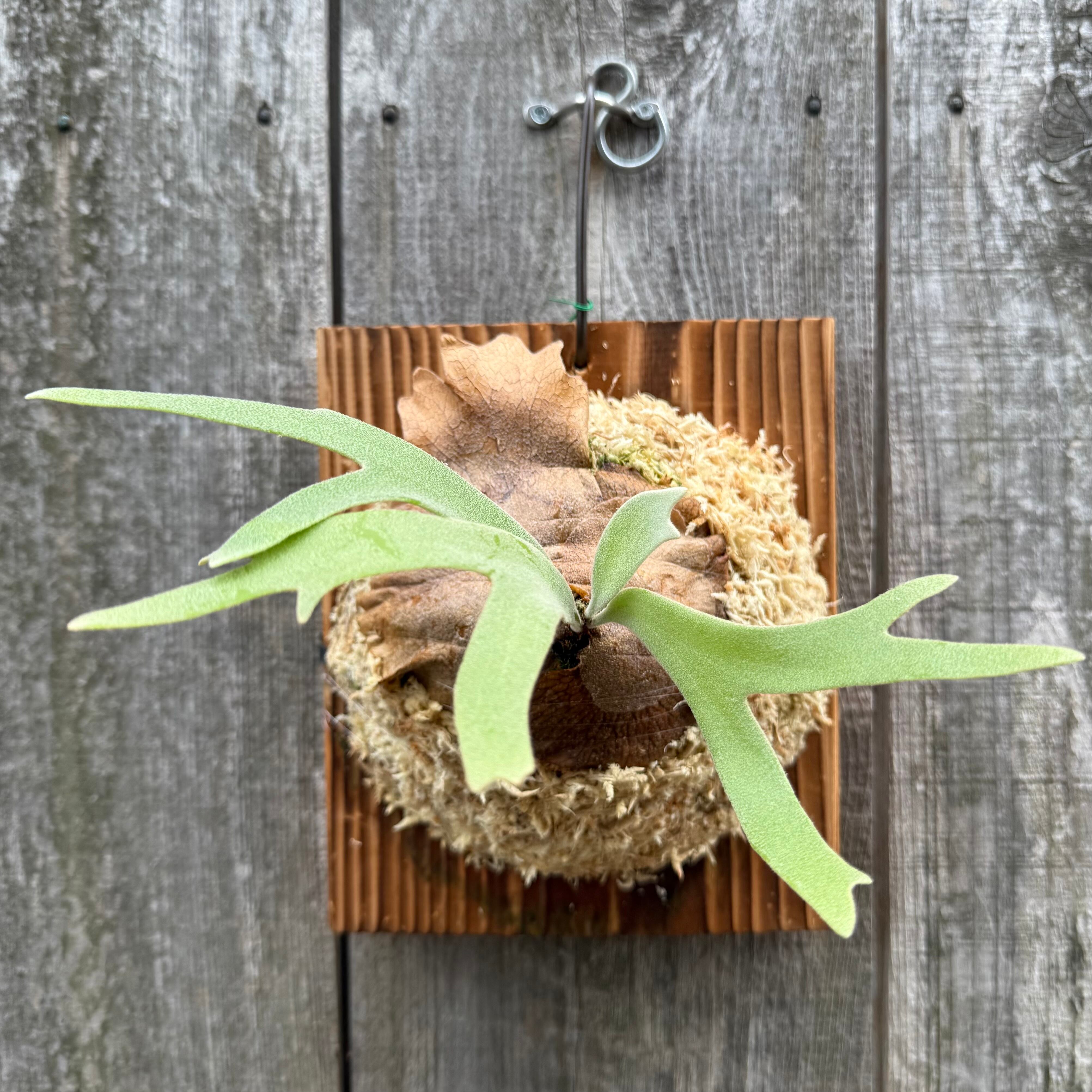 P. willinckii cv. Sombrero (pup) | naturefix