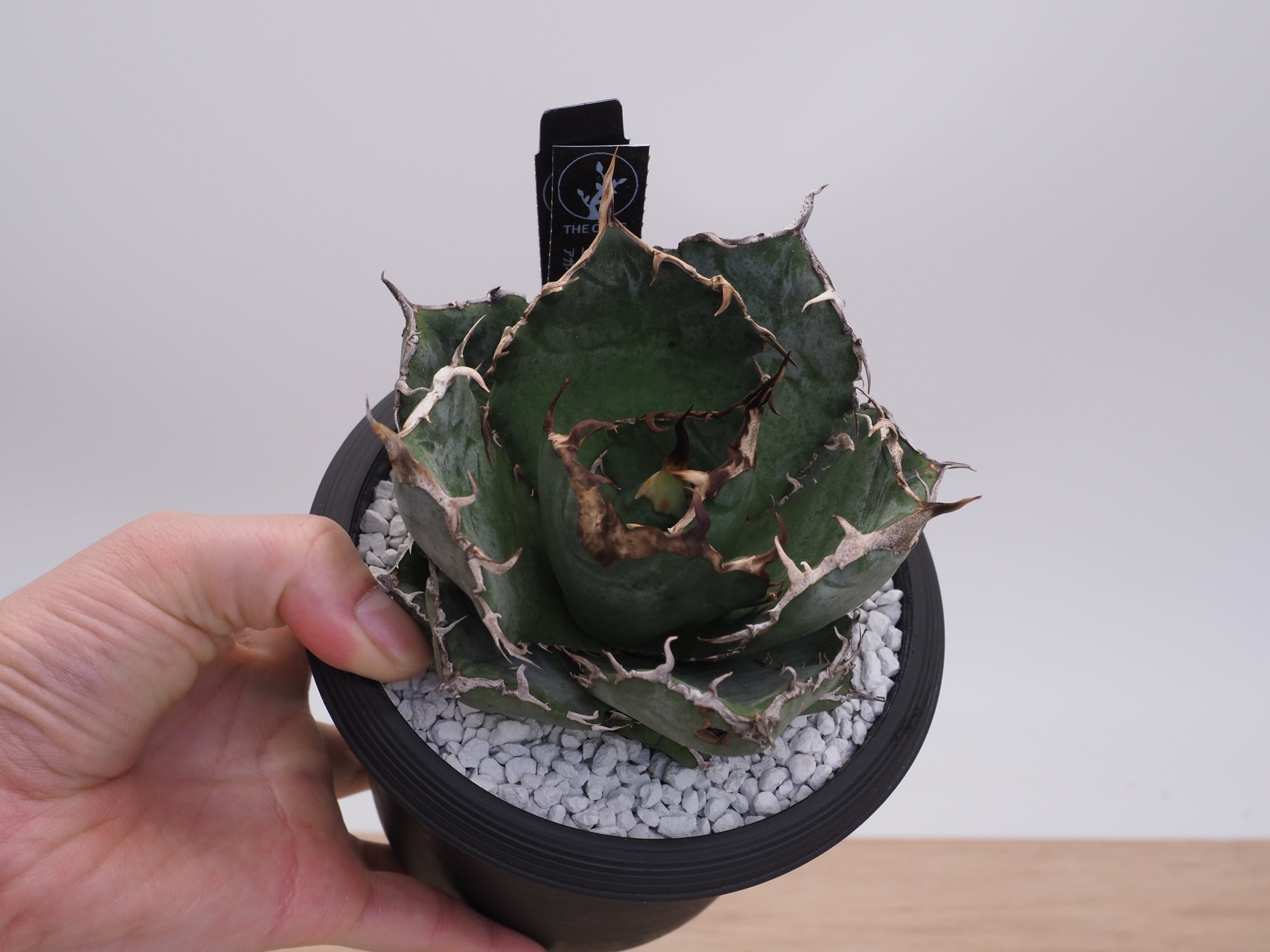 アガベ | THE CORE