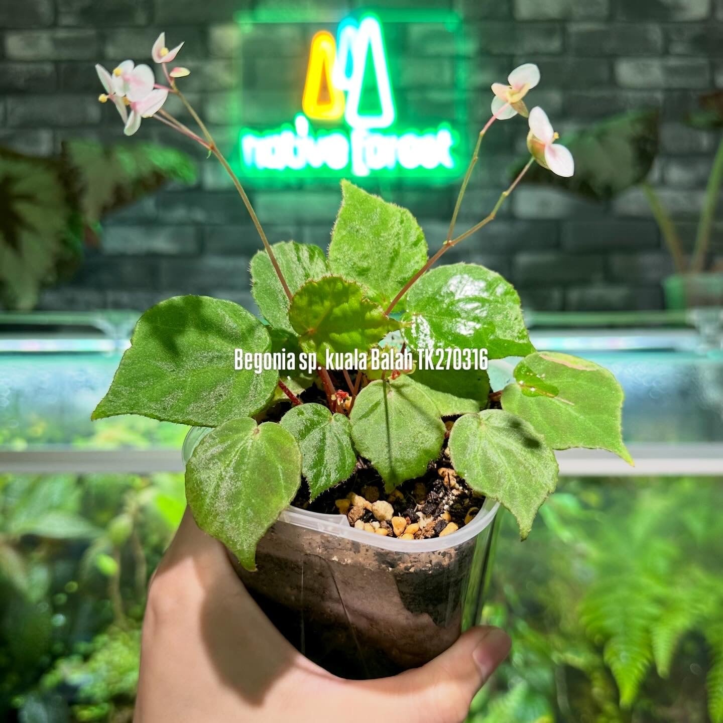 Begonia murina | ベゴニア専門 オンラインショップ
