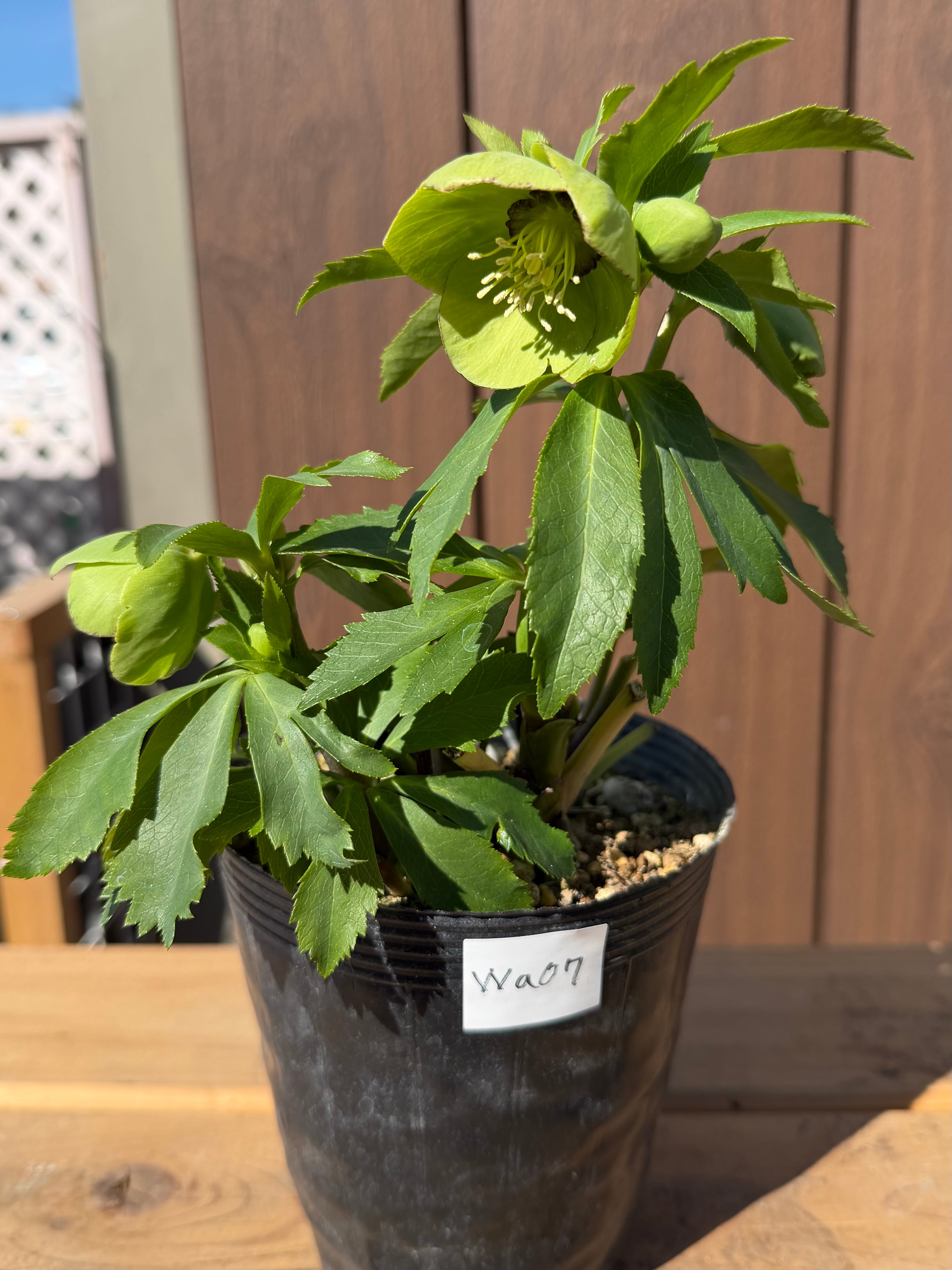 翡翠 若泉ファーム クリスマスローズ【Wa07】送料無料 | あしかが