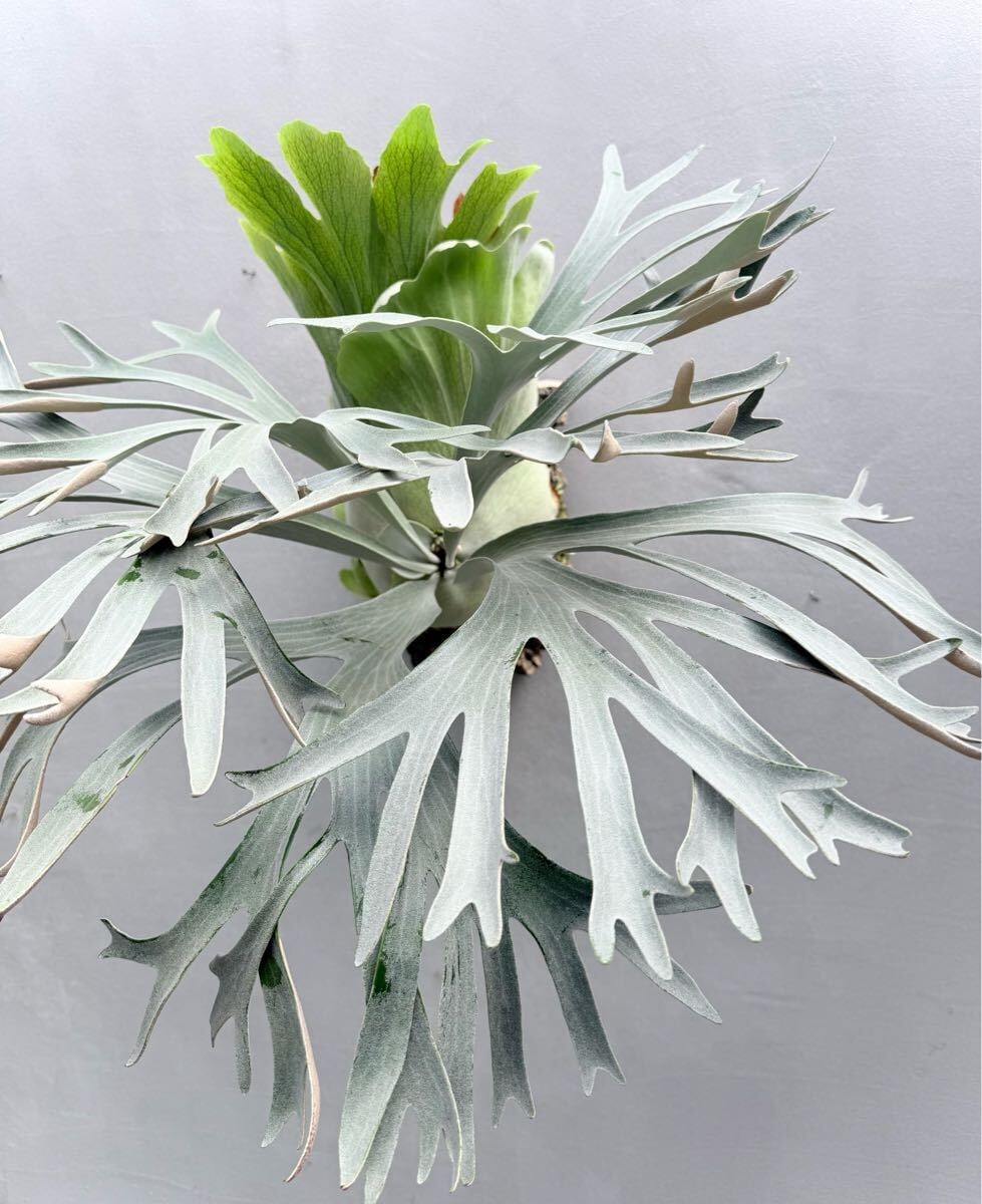 P. 'Paragon' ビカクシダ 'パラゴン' | vandaka plants