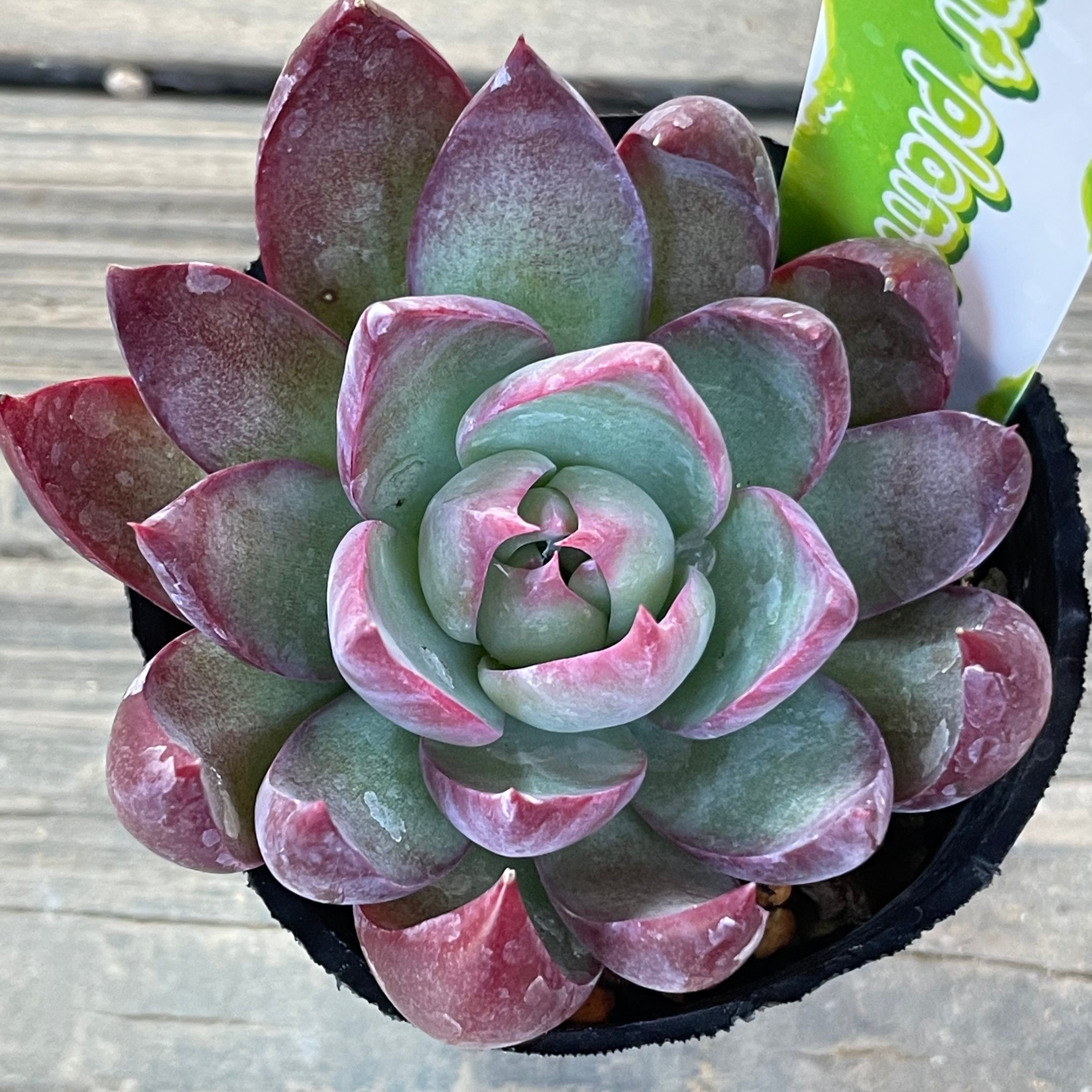 カシオ | RuPo 多肉植物専門店